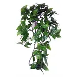KOMODO PHILODENDRON PLANT 30 CM KOMODO PHILODENDRON PLANT 30 CM