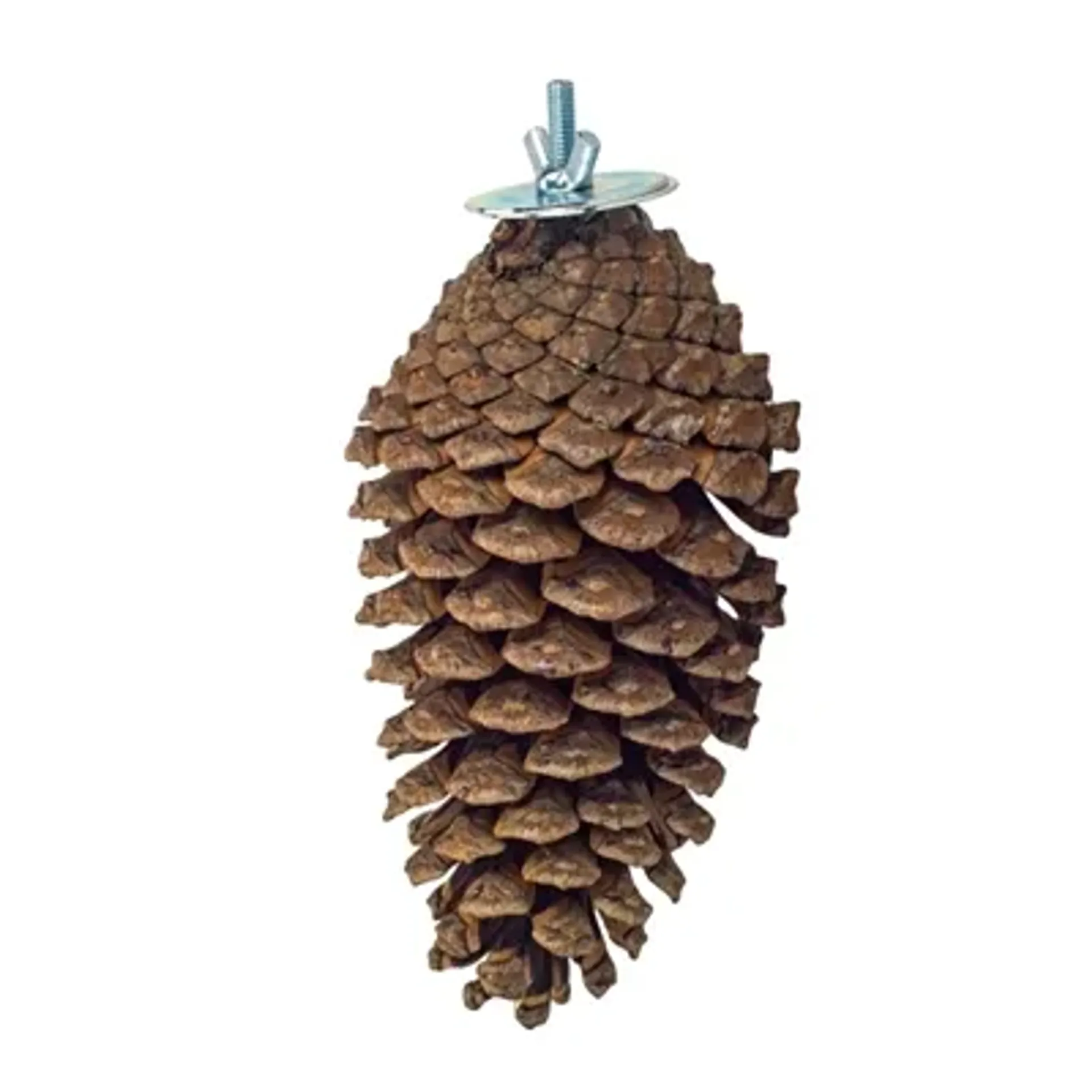 BACK ZOO NATURE FORAGING PINE CONE 15-20 CM