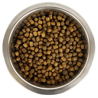 YOURDOG DWERG- OF TOYPOEDEL PUP 12 KG YOURDOG DWERG- OF TOYPOEDEL PUP 12 KG