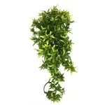 KOMODO CROTON PLANT 40 CM KOMODO CROTON PLANT 40 CM