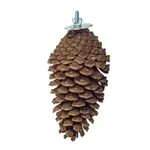 BACK ZOO NATURE FORAGING PINE CONE 15-20 CM BACK ZOO NATURE FORAGING PINE CONE 15-20 CM