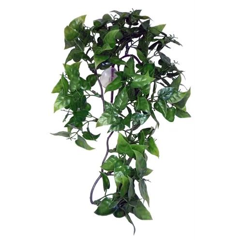KOMODO PHILODENDRON PLANT 30 CM KOMODO PHILODENDRON PLANT 30 CM