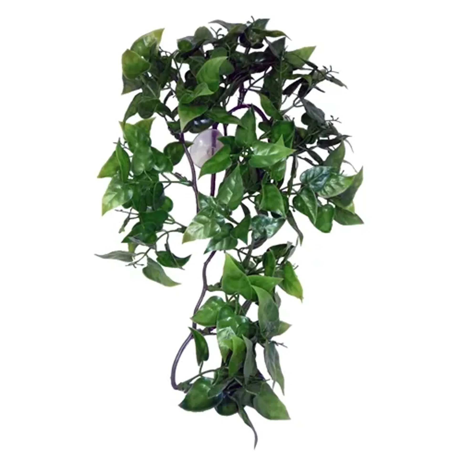 KOMODO PHILODENDRON PLANT 30 CM