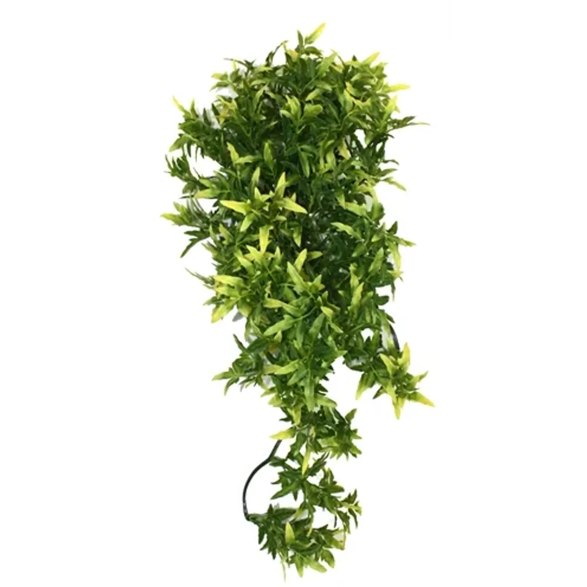 KOMODO CROTON PLANT 40 CM