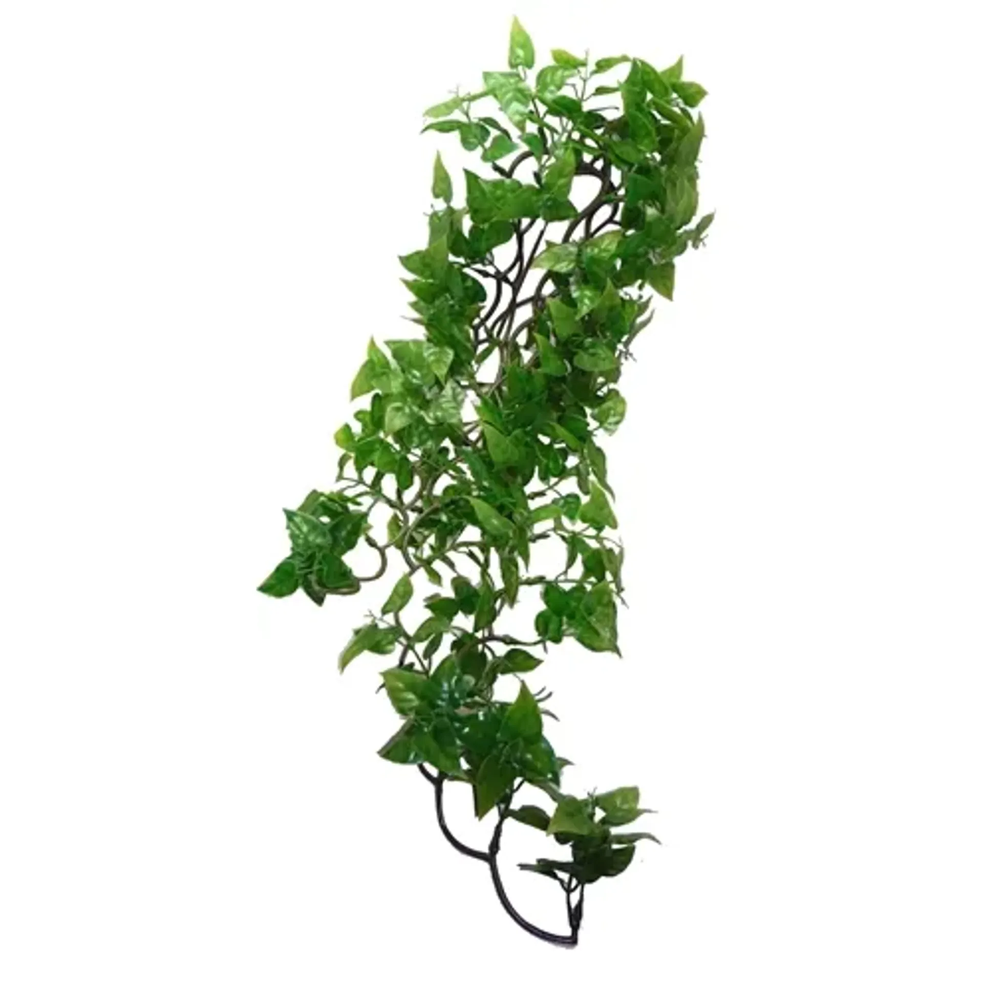 KOMODO PHILODENDRON PLANT 60 CM