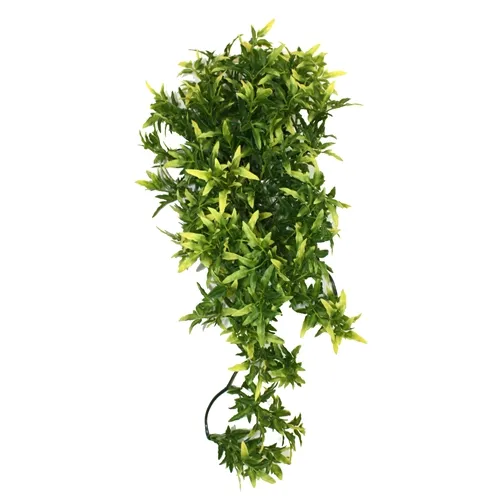KOMODO CROTON PLANT 40 CM KOMODO CROTON PLANT 40 CM