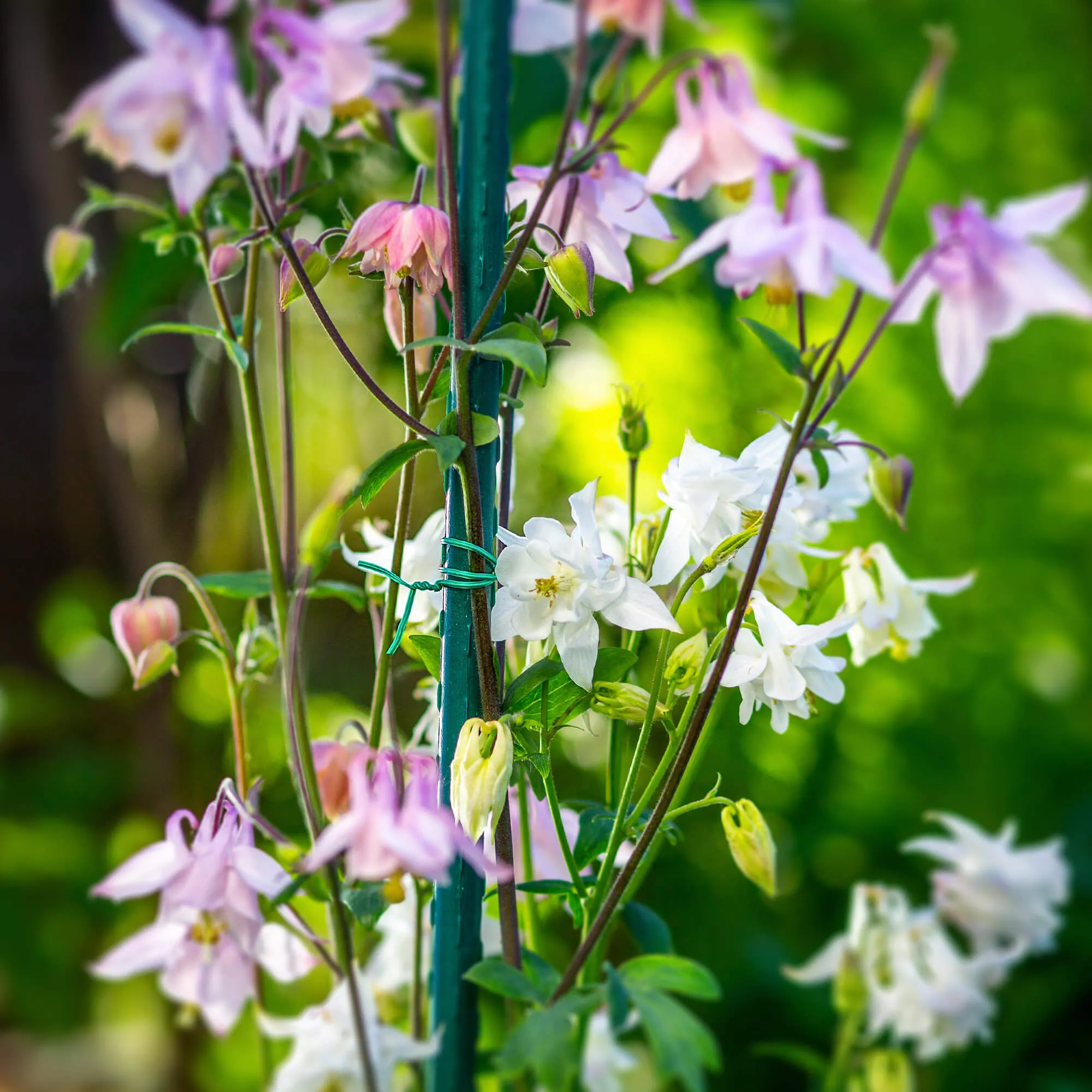 Doumis PVC sodo viela su augalų pjaustytuvu 30 m