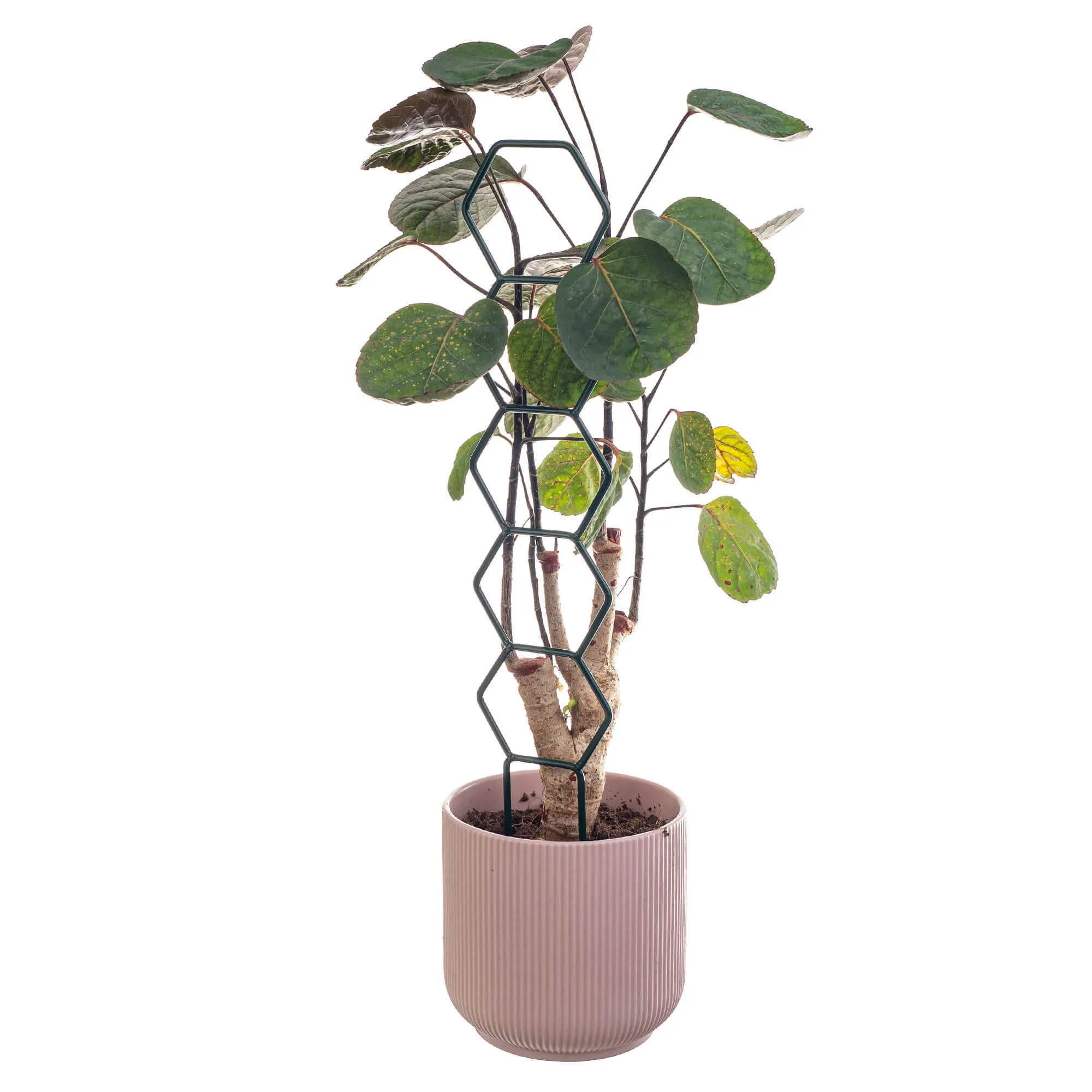 „Fora“ puodo atrama, tiesi šešiakampė, 3 vnt.