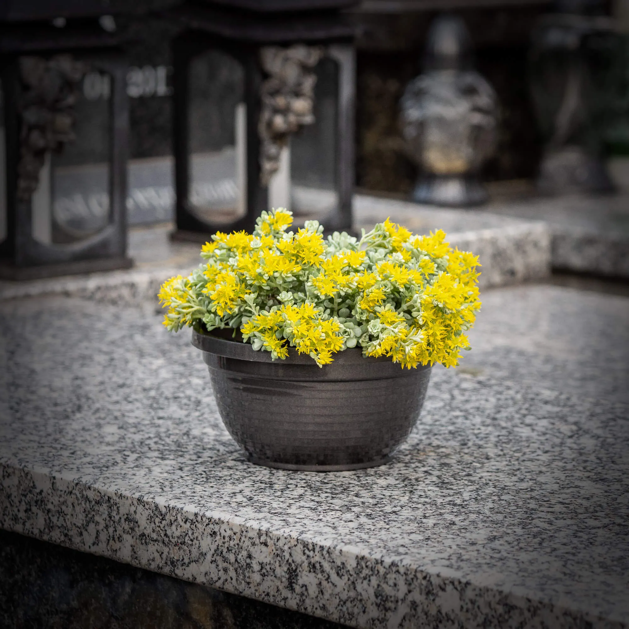 Verna kapinių gėlių dubuo 18 x 9 cm