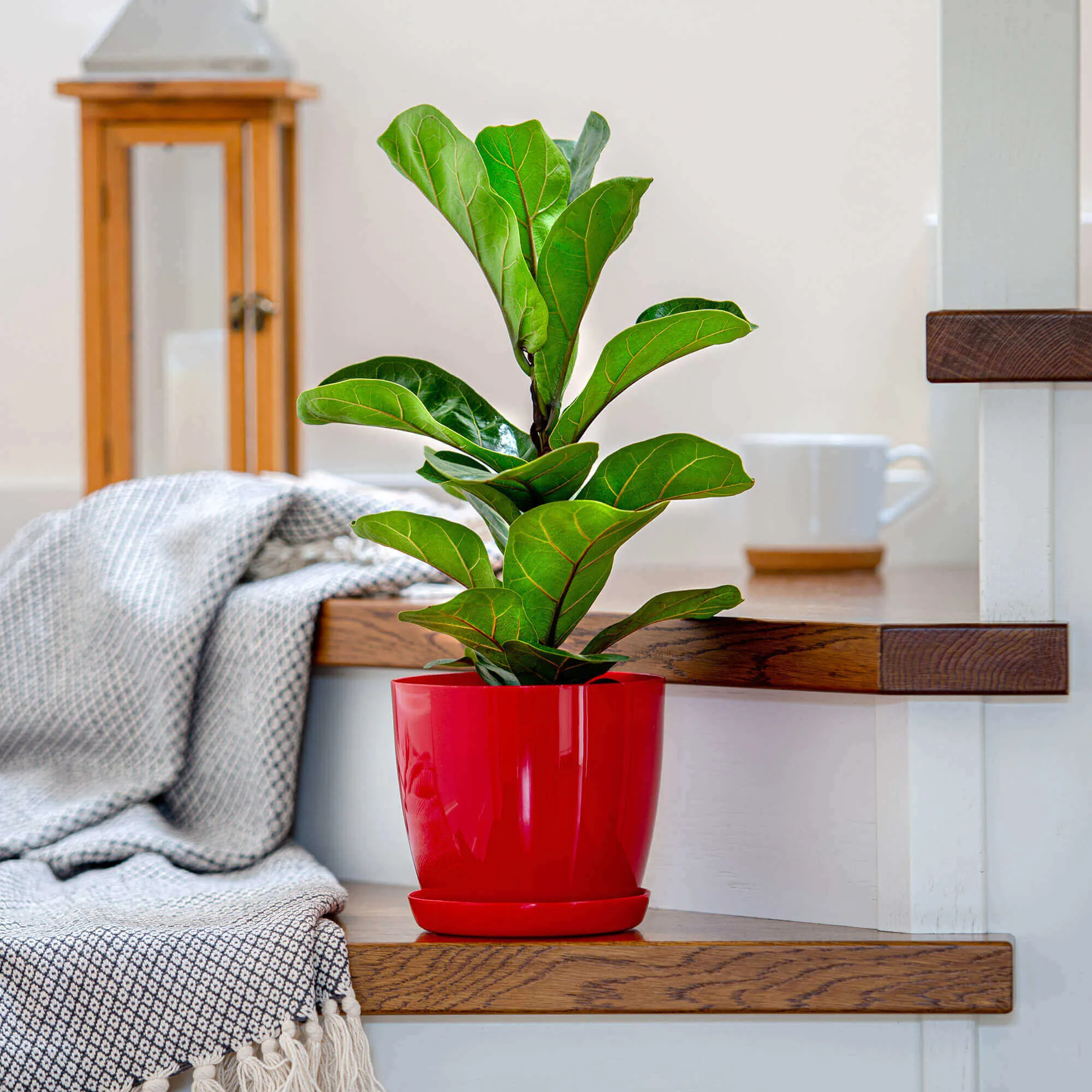 Gėlių vazonas su lėkštute 16 cm