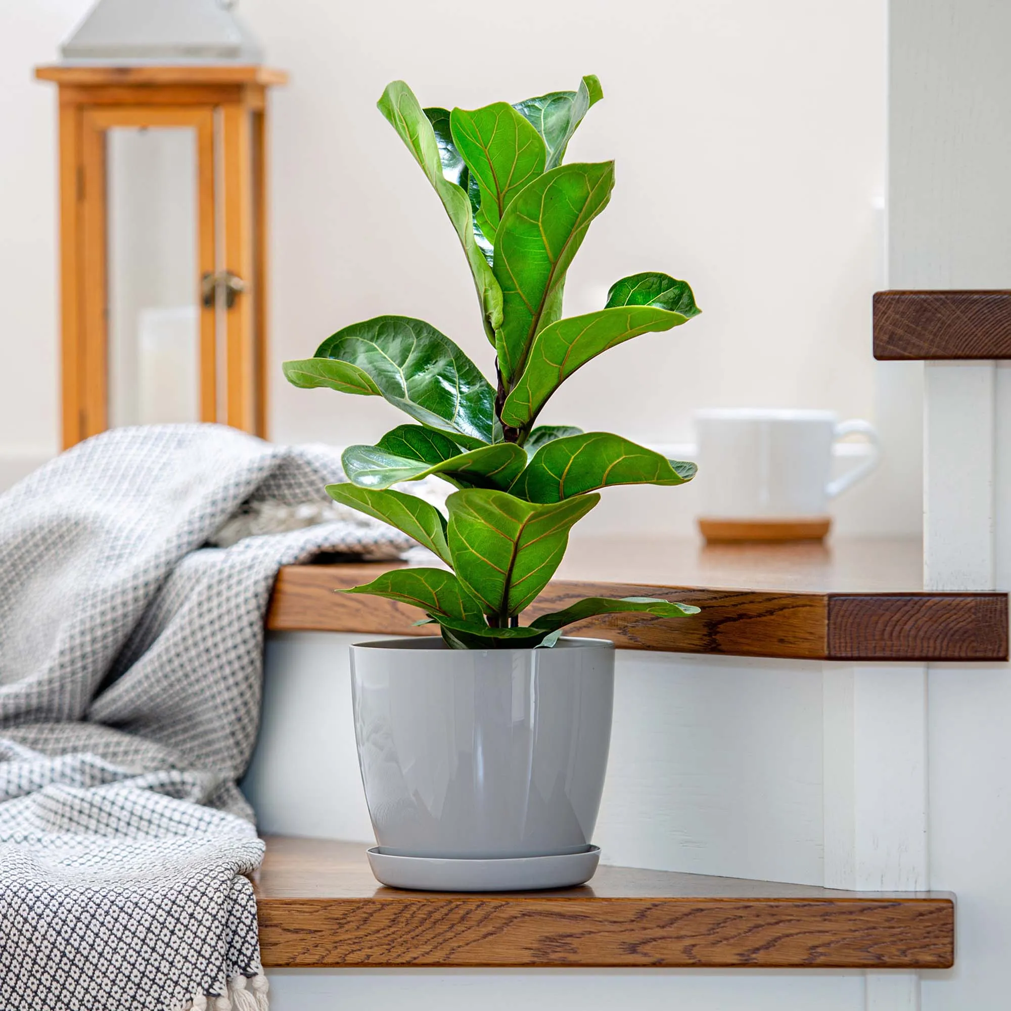 Agen vazonas su lėkštute, pilkas, 18 cm, 3 vnt.