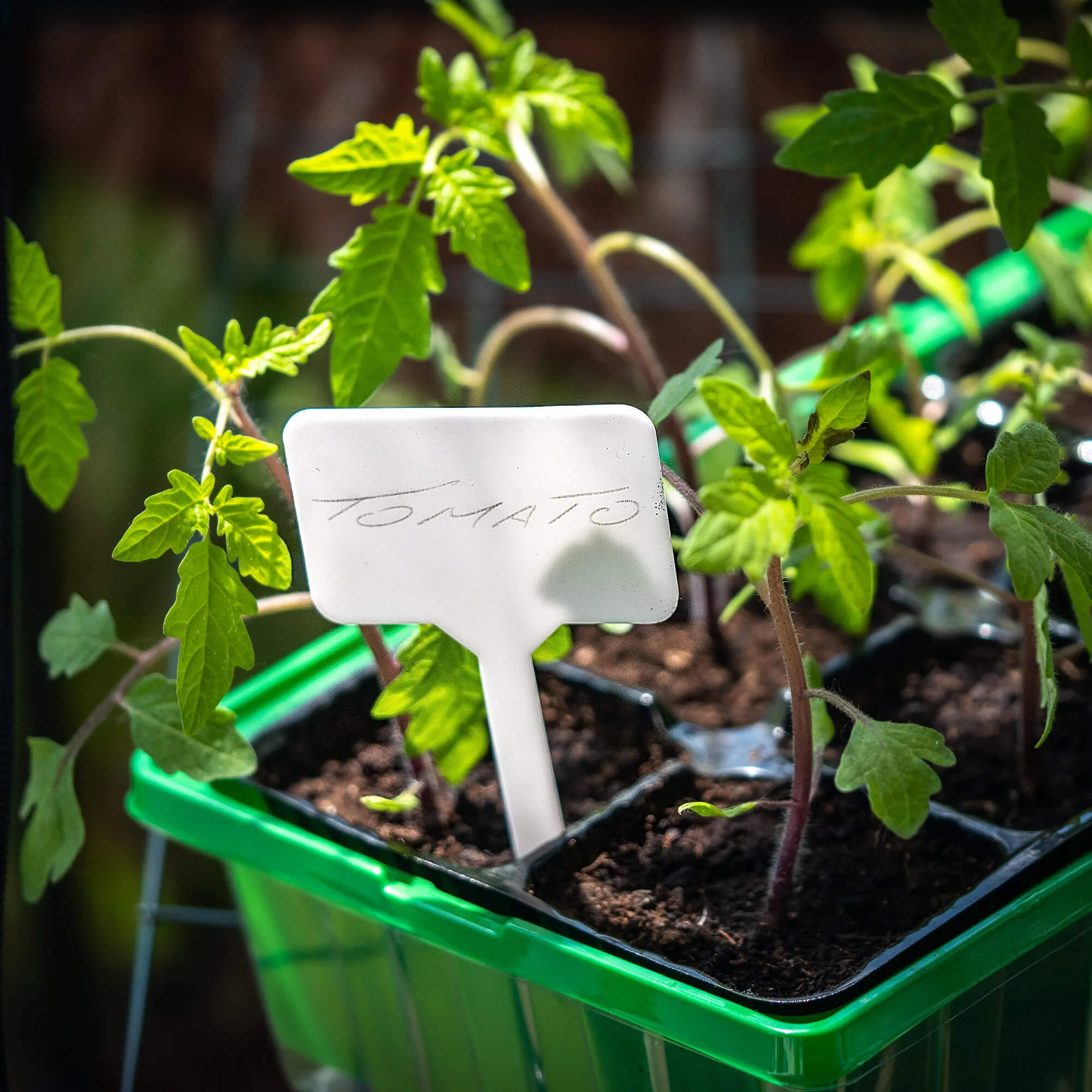 Augalų ir žolelių žymėjimo etiketės „Auriac“ žymekliai, 10 vnt.