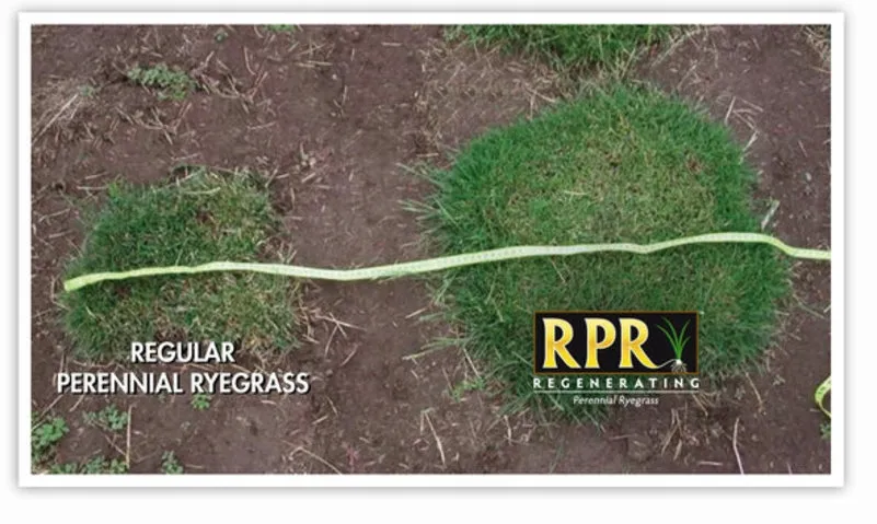 Barenbrug Universal RPR Play&Sport sportinė žolė 15 kg