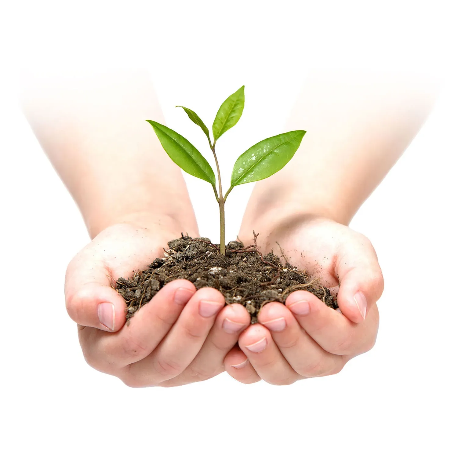 Sodo agrotekstilė 1,6 m x 50 m + 100 „Plonos“ kaiščių - žalia - nuotrauka 1