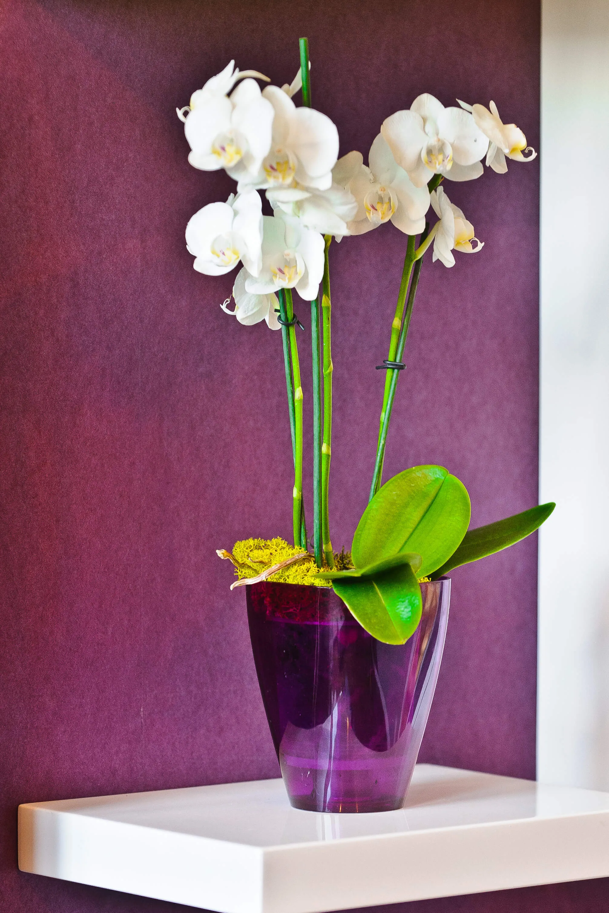 Menfi kvadratinis vazonas 12 cm