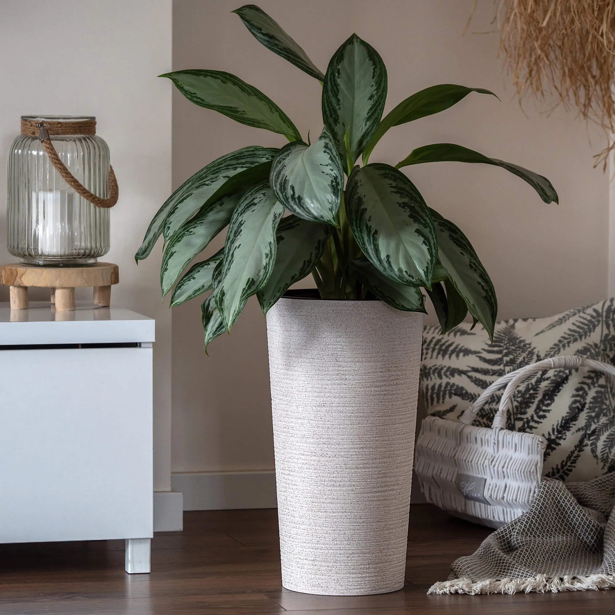 Latina kalto formos gėlių vazonas 25 cm