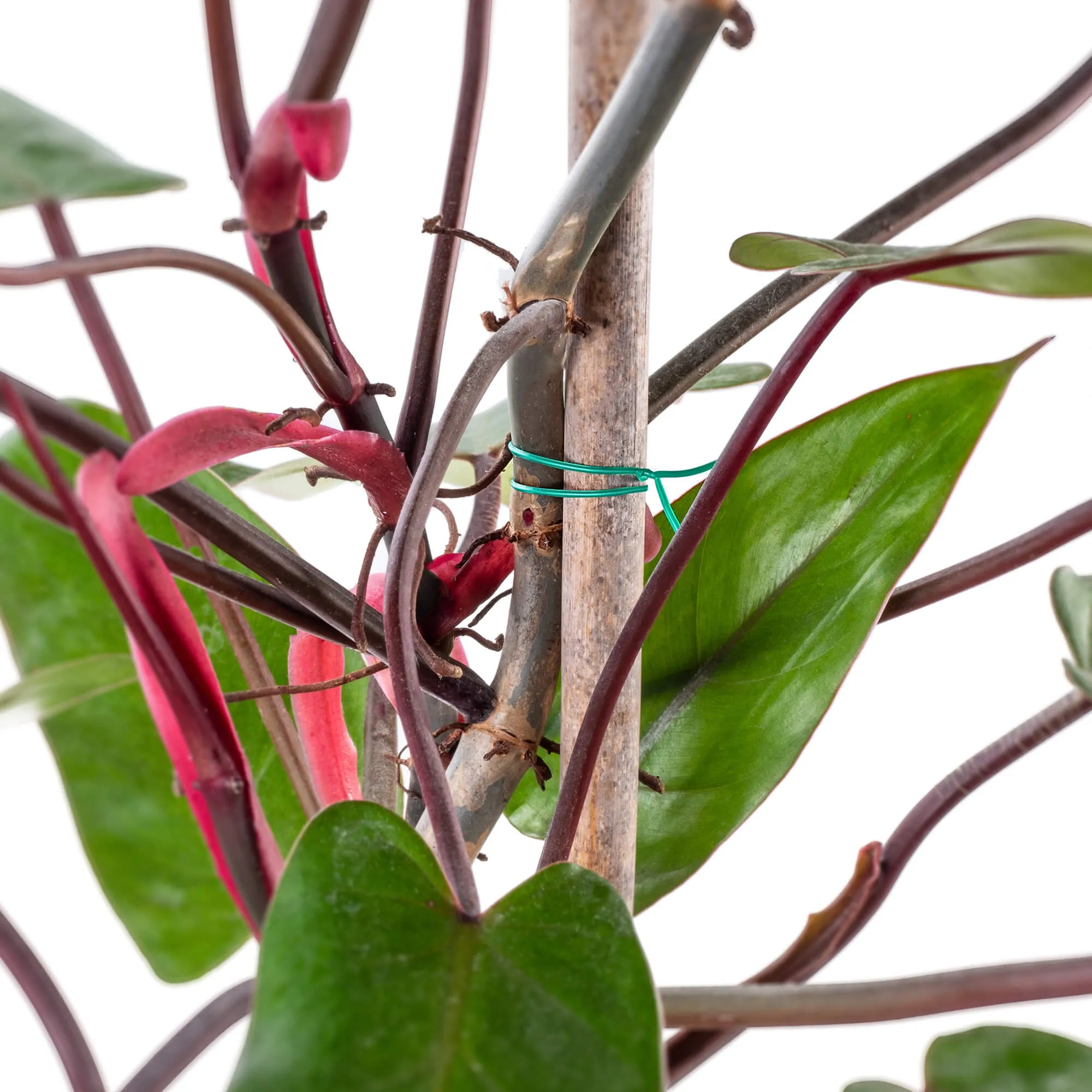 Doumis PVC sodo viela su augalų pjaustytuvu, 50 m