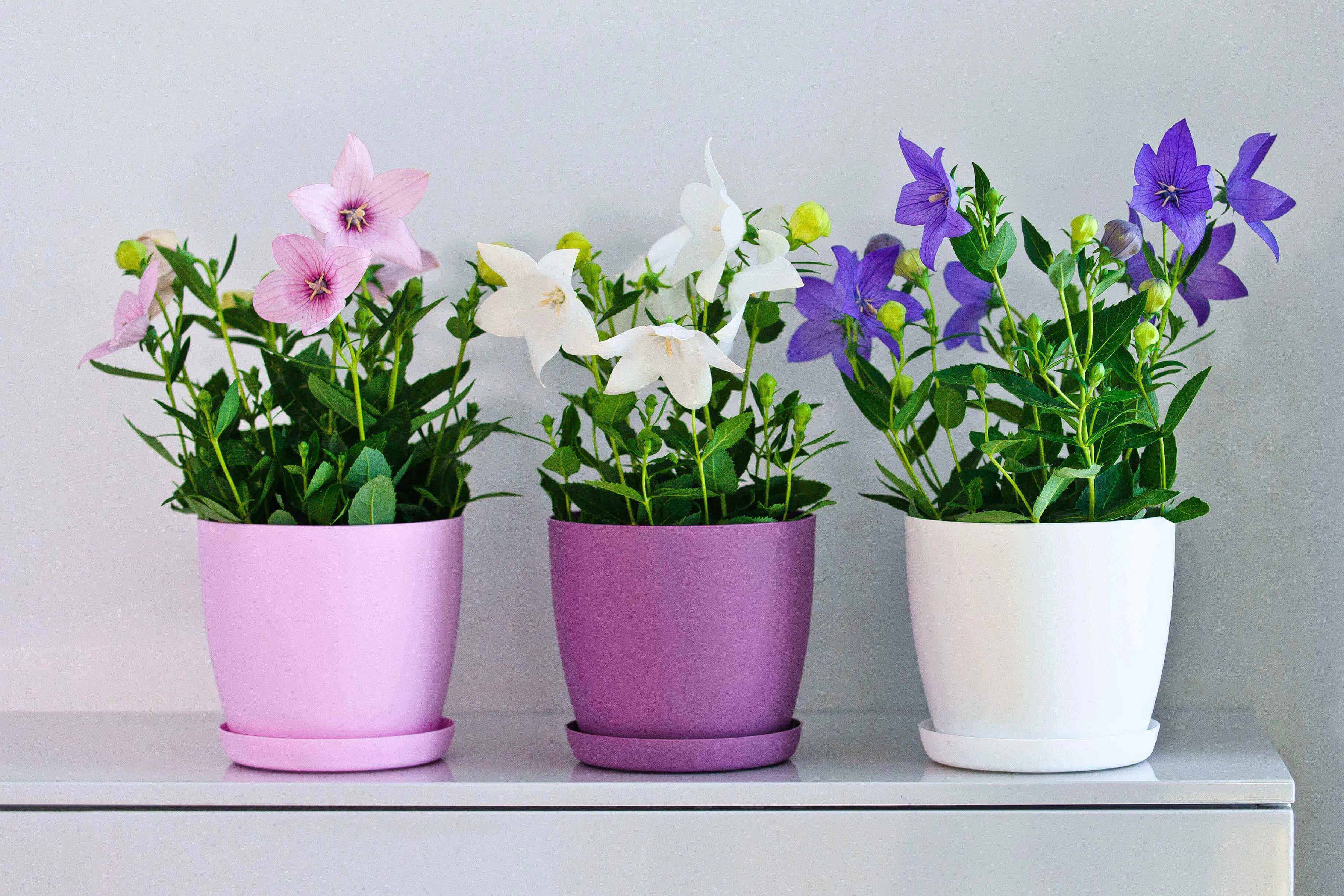 Agen vazonas su lėkštute 25 cm