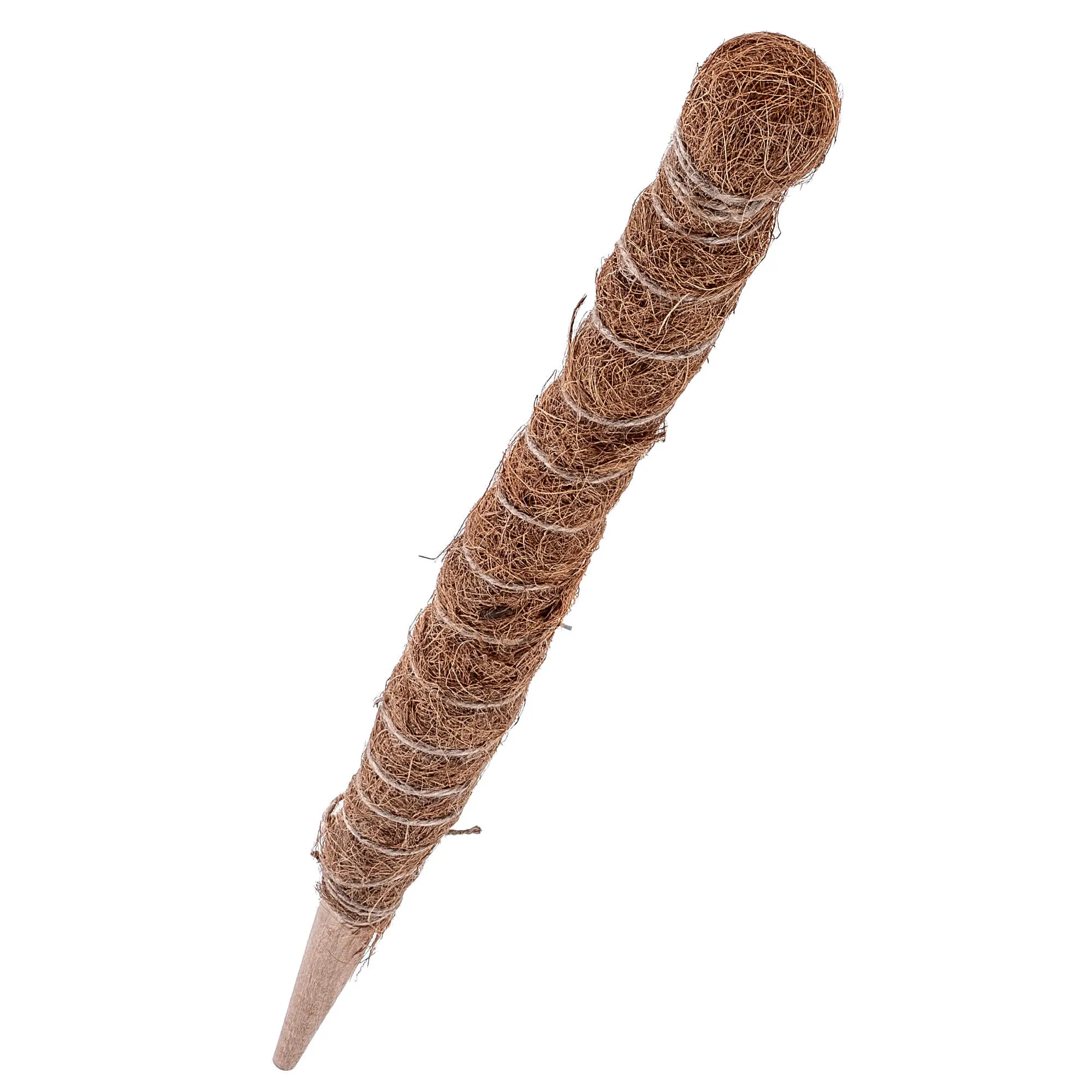 Cande kokoso augalo kuolas 60 cm vazoninis atraminis elementas 1 vnt.
