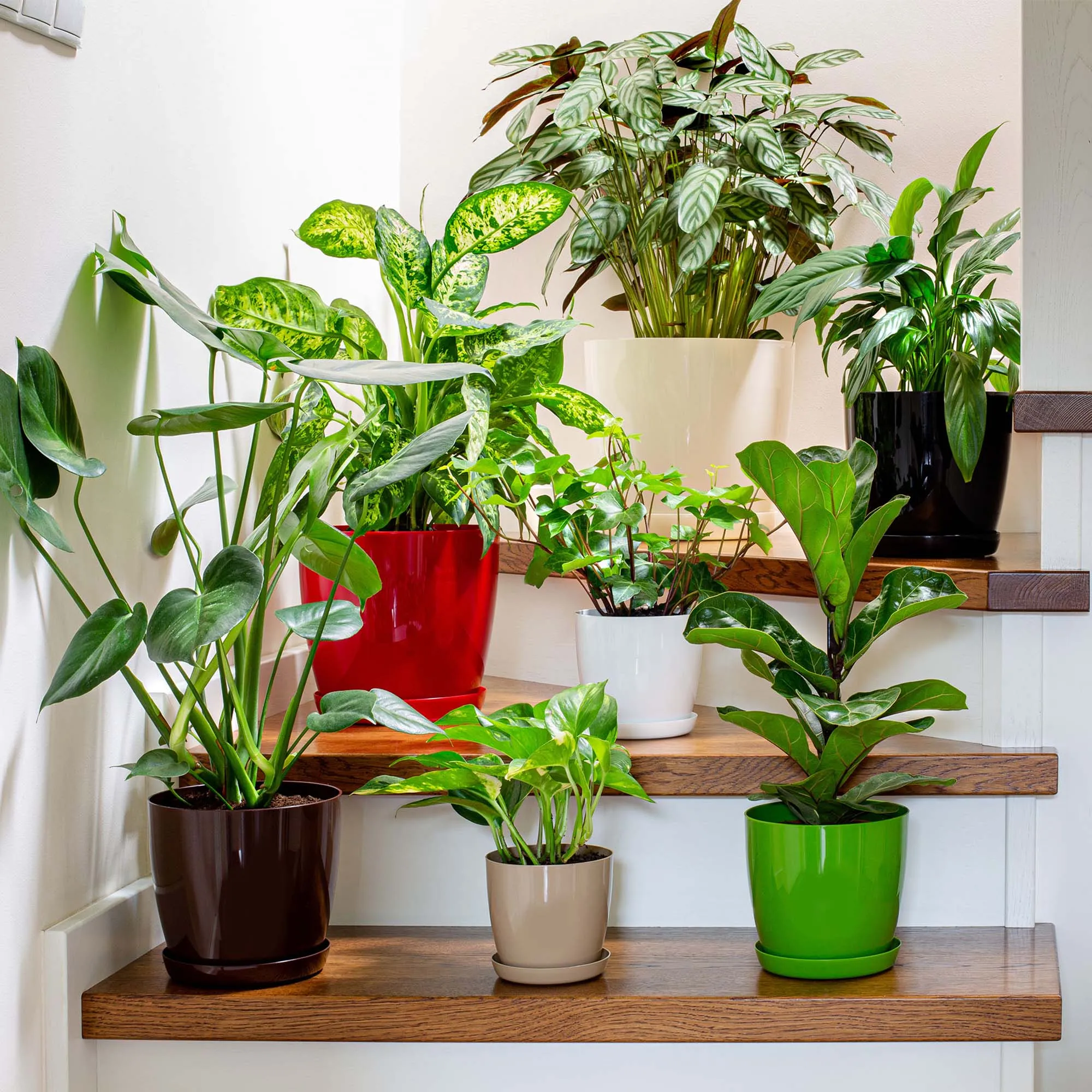 Agen vazonas su grietinėlės lėkštute 20 cm, 3 vnt.