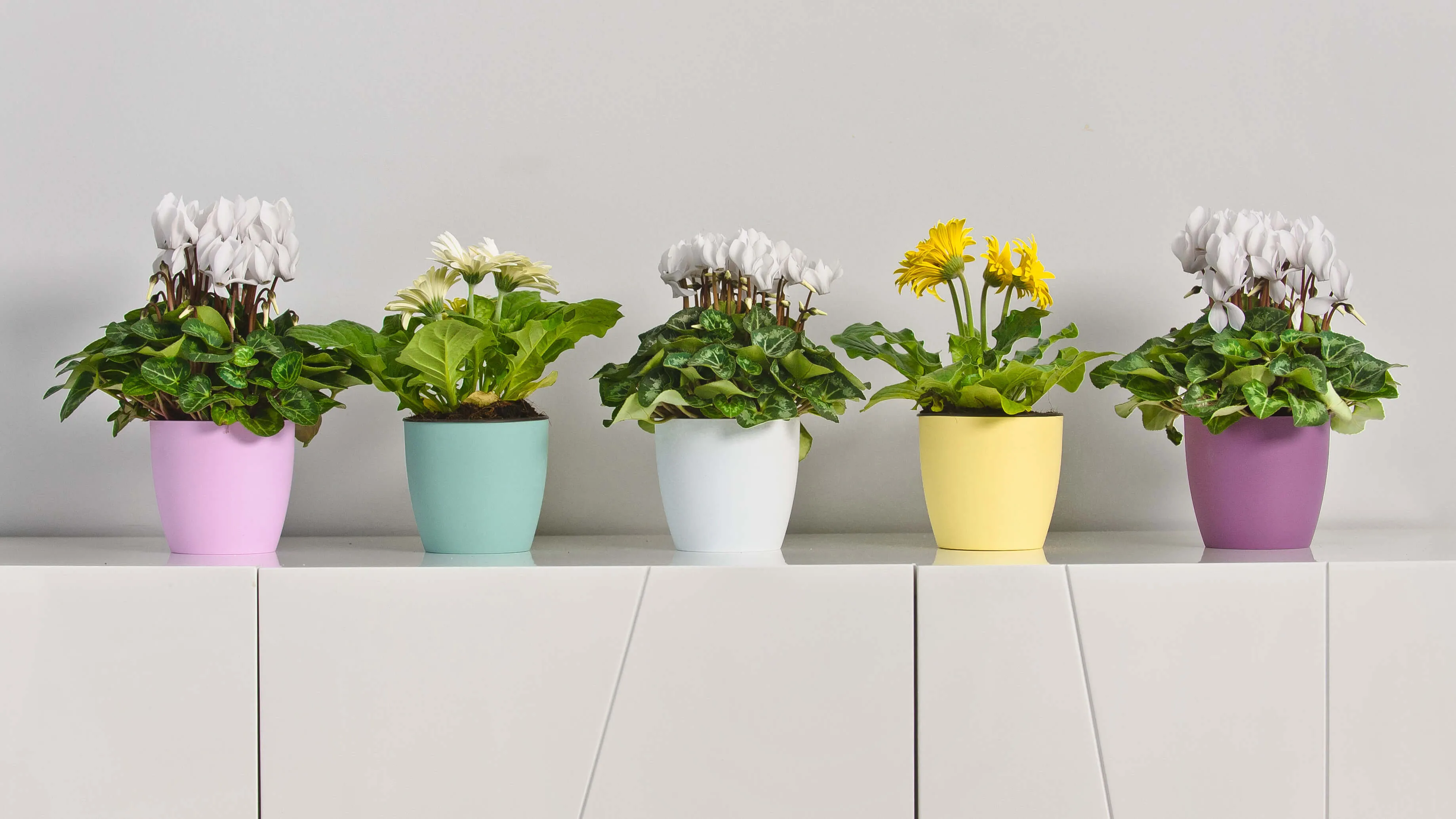 Agen vazonas su lėkštute 25 cm