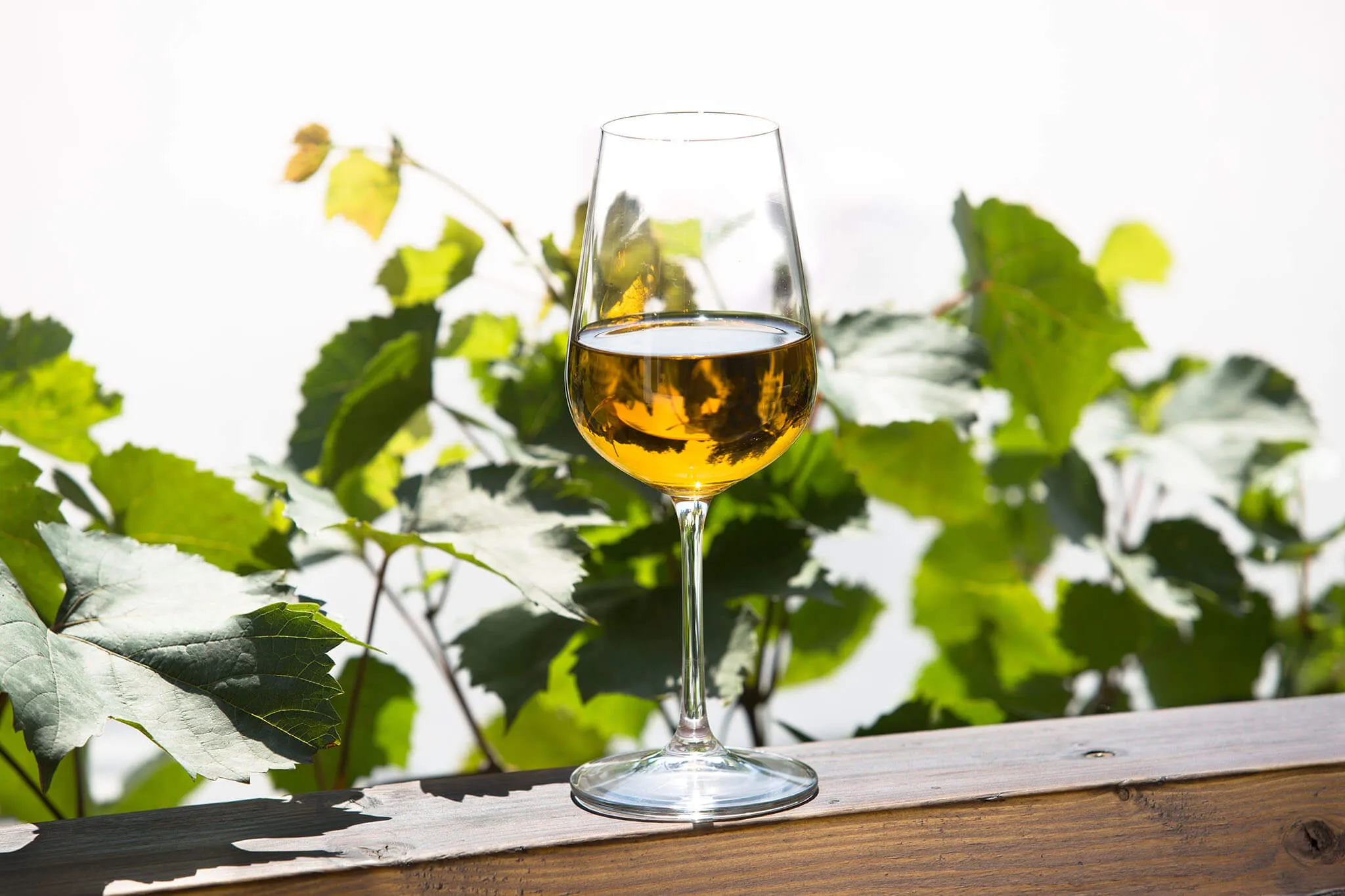 Fano baltojo vyno taurės, 360 ml, 6 vnt.