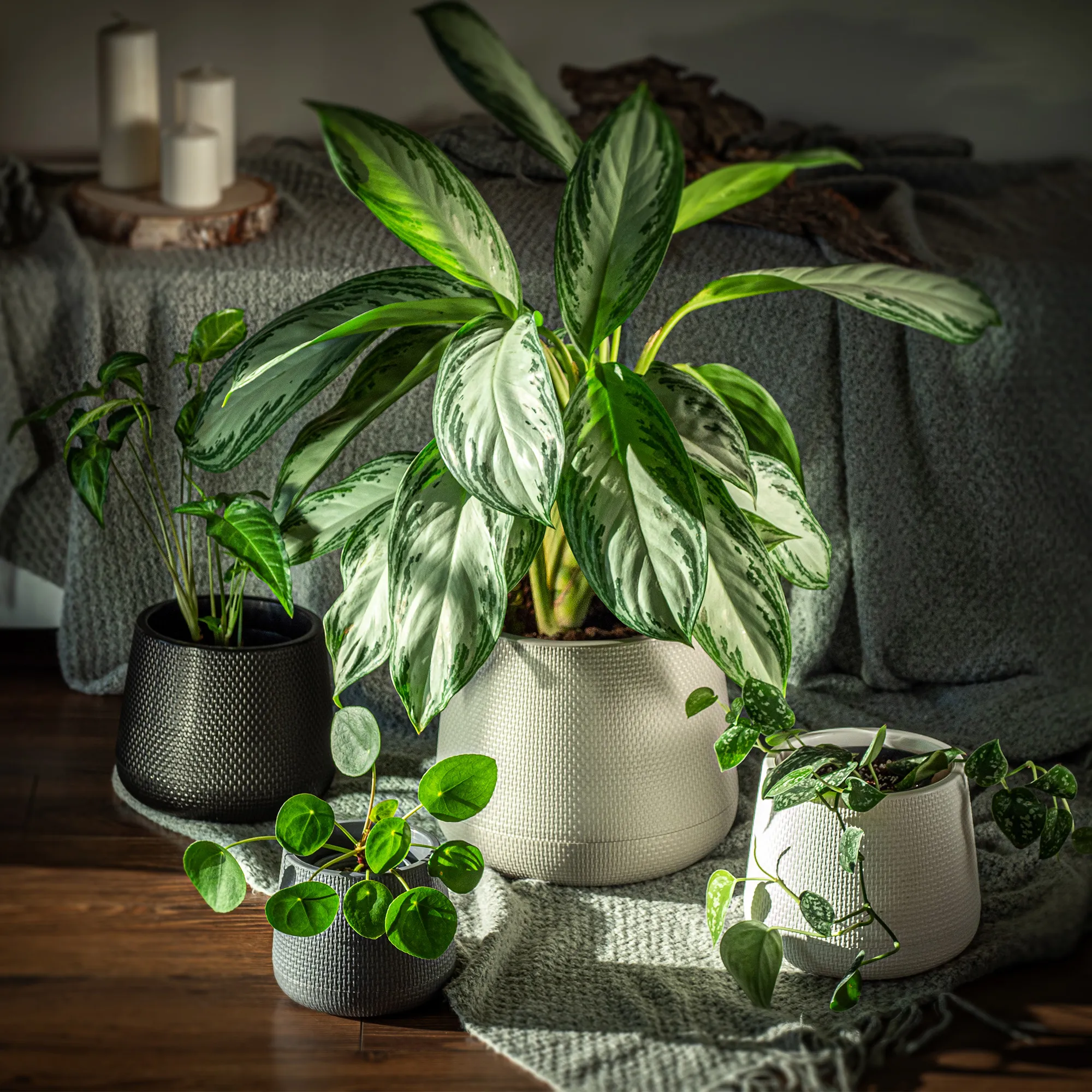 Peri vazonas su lėkštute 13 cm