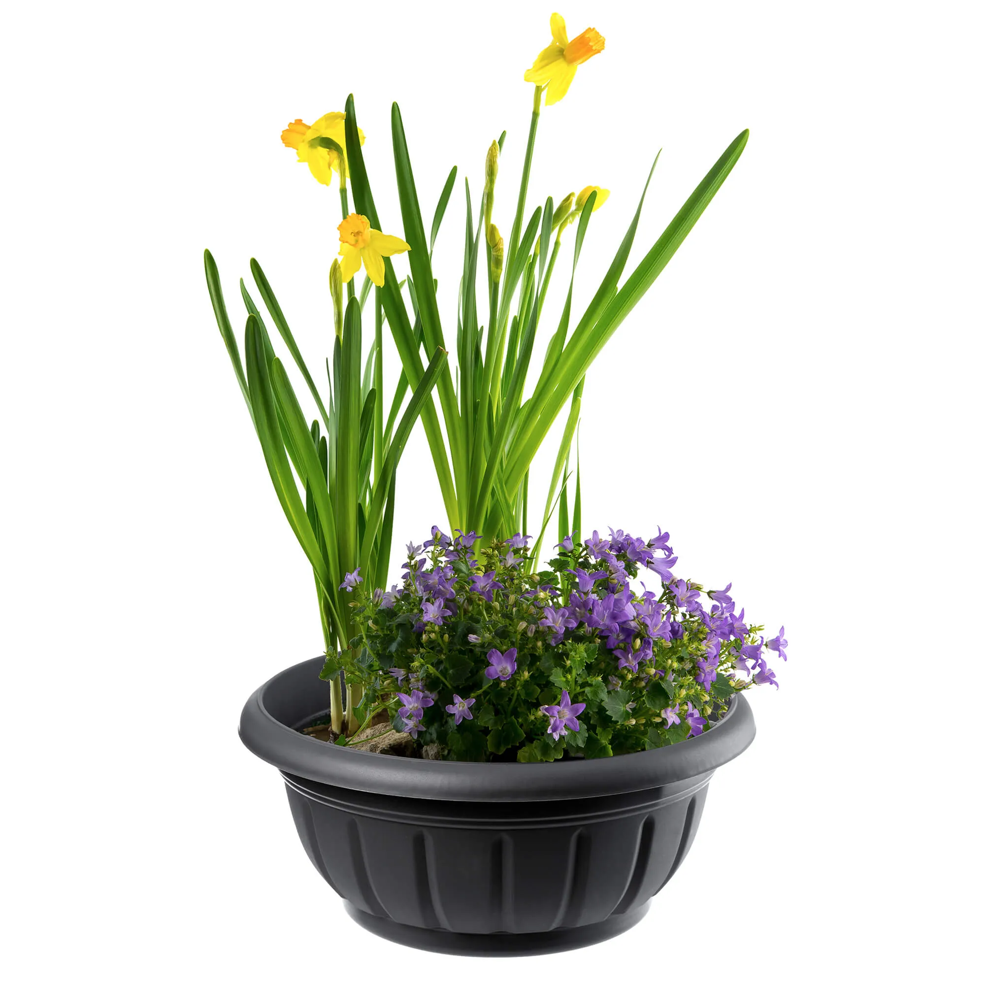 Budrio gėlių dubuo 38 cm