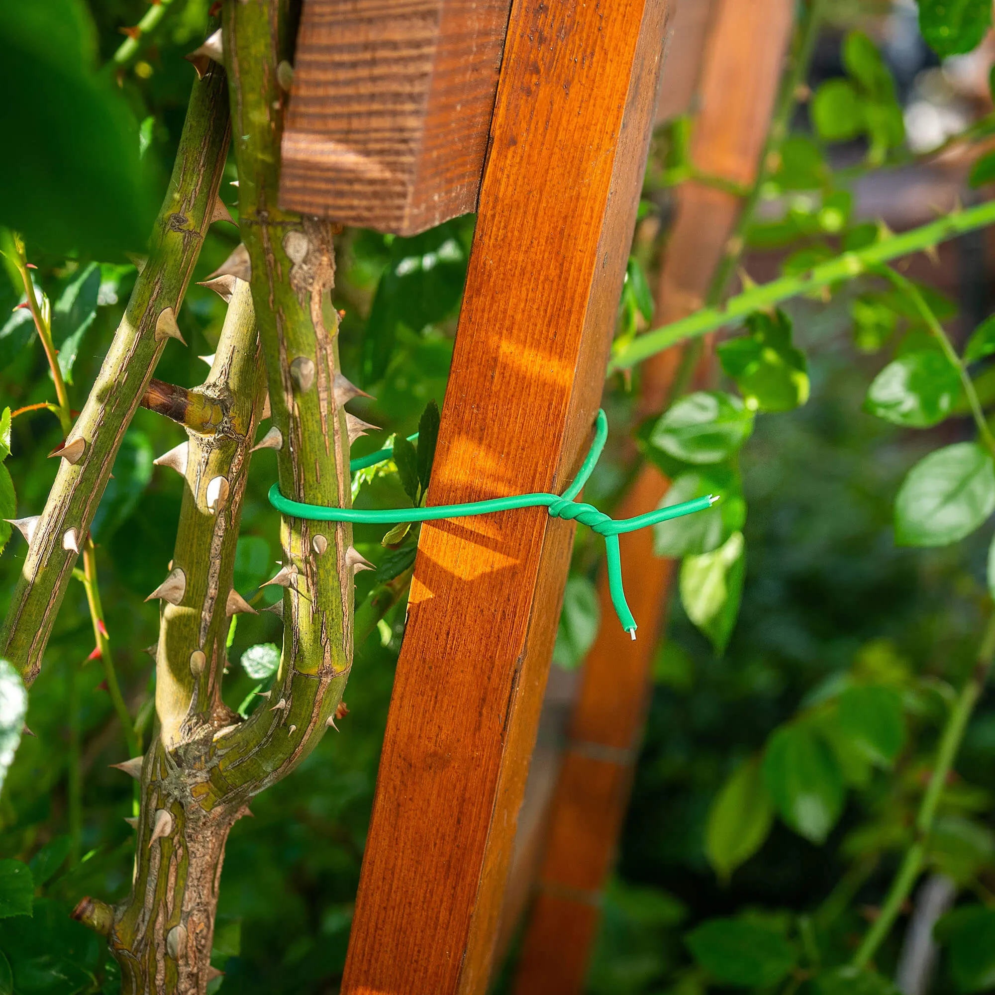 Draix TPR 8 m susuktas augalų raištelis