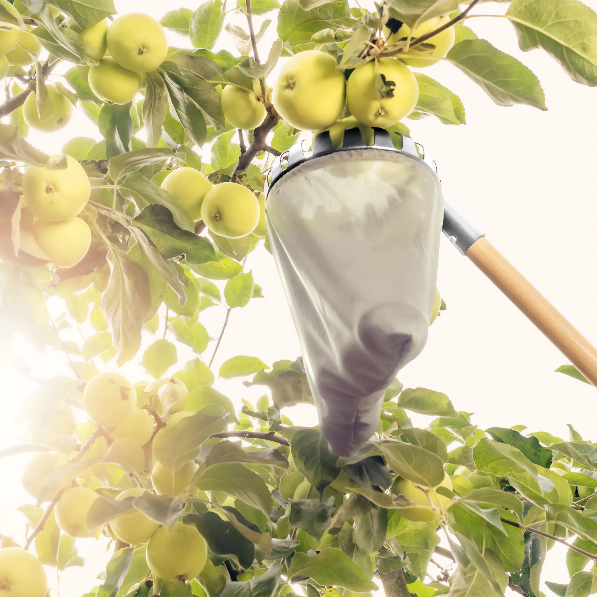 „Corte“ vaisių rinktuvas, be rankenos