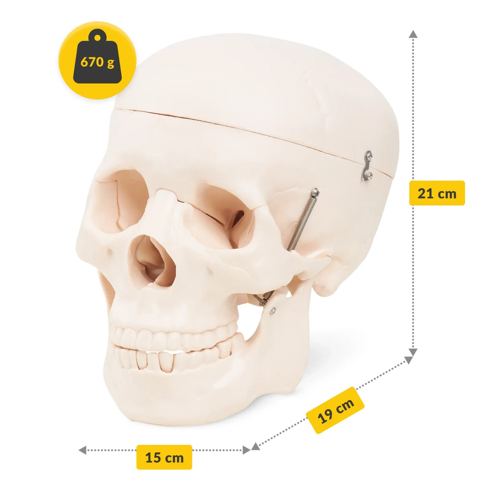 Žmogaus kaukolės anatominis modelis