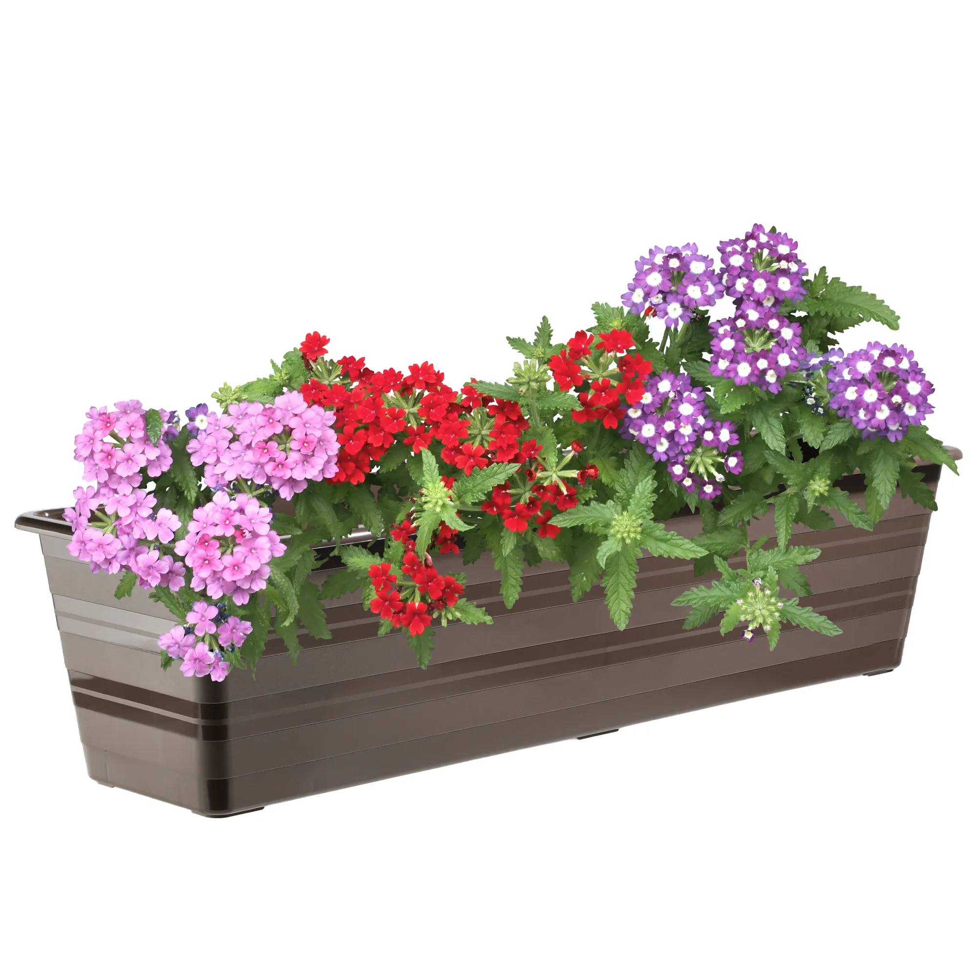 Catí balkono vazonas 60cm rudas 6vnt
