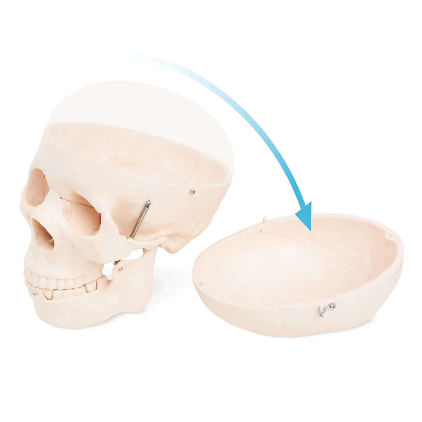 Žmogaus kaukolės anatominis modelis