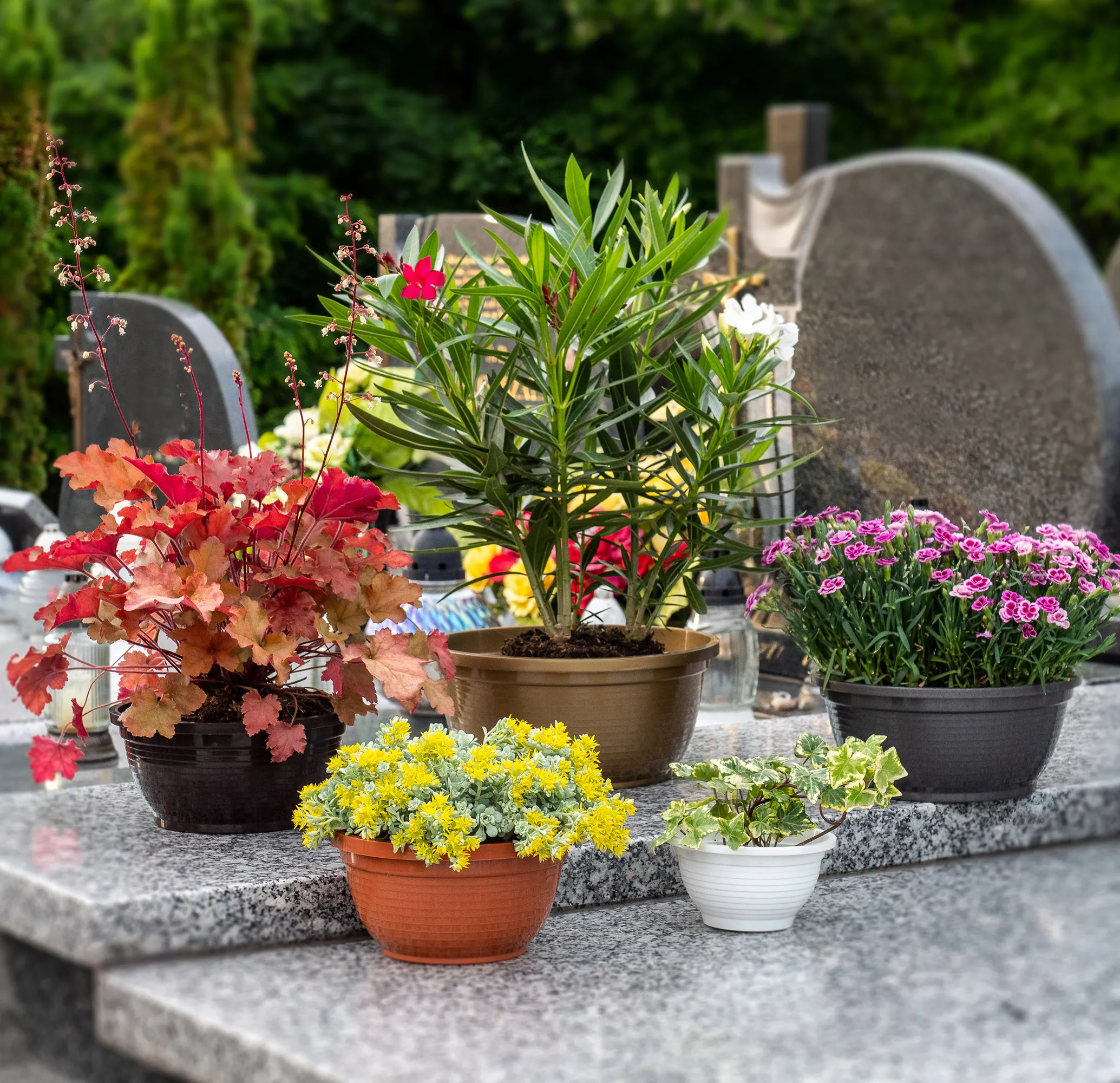 Verna kapinių gėlių dubuo 22 x 10 cm