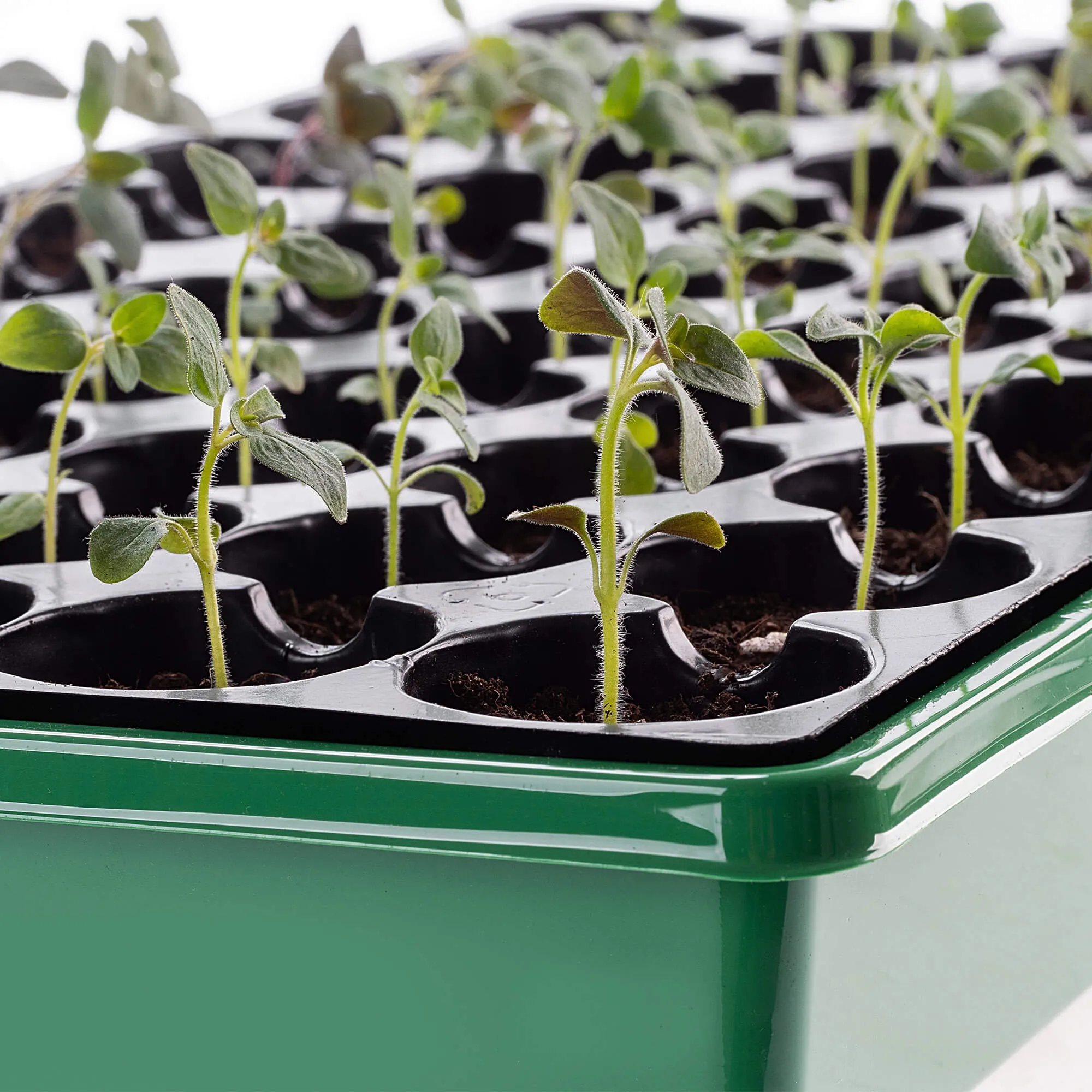 „Vesima“ 50 ląstelių daiginimo mini šiltnamis, juodas ir žalias