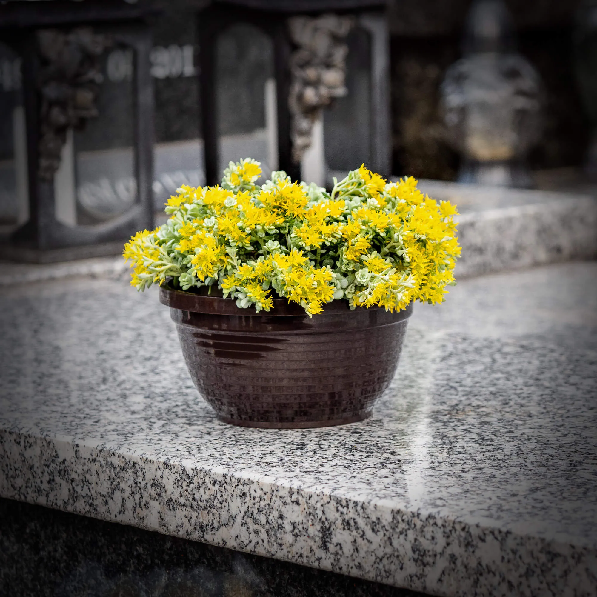 Verna kapinių gėlių dubuo 18 x 9 cm