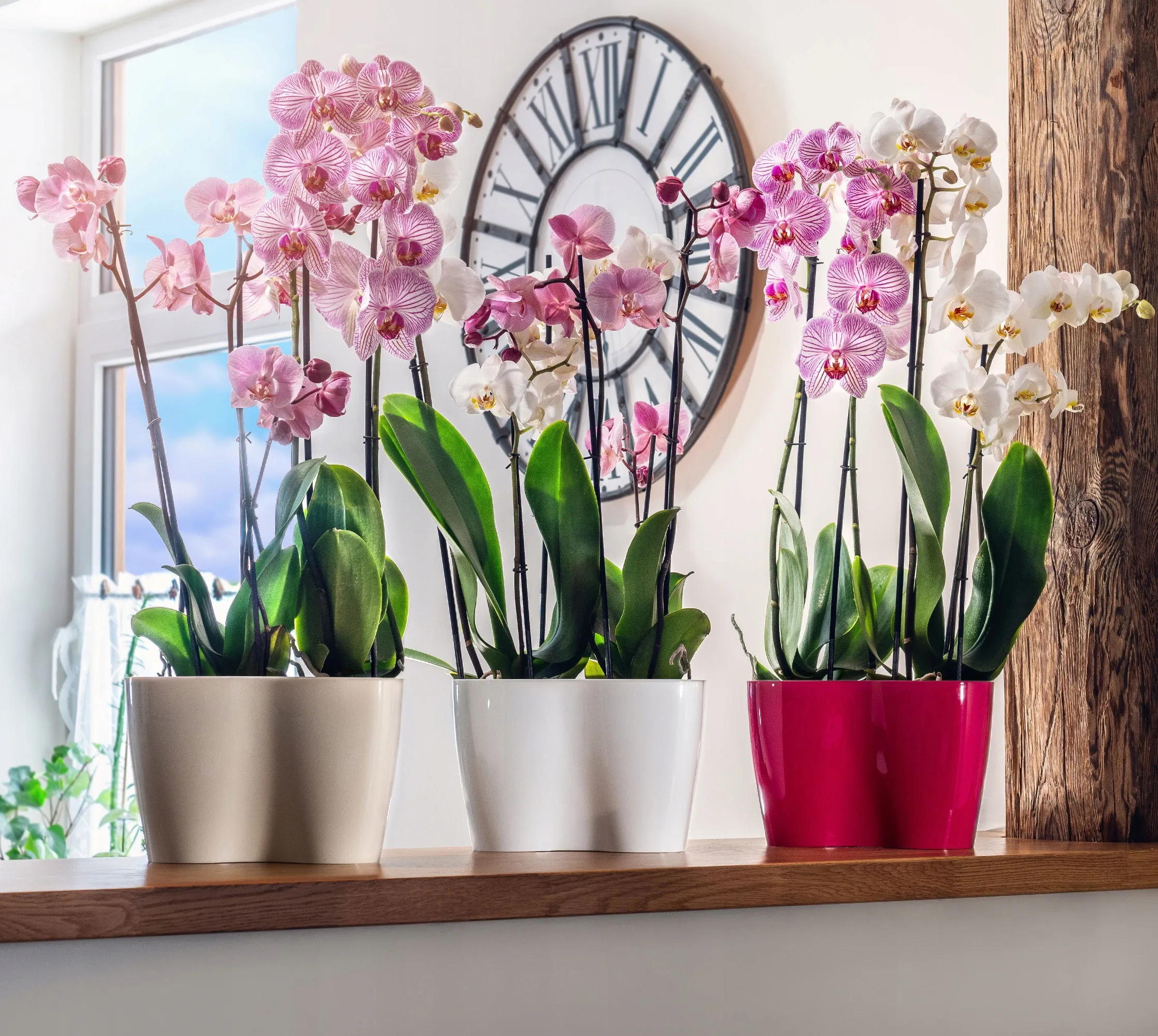 Fermo dvigubas orchidėjų vazonas 23 x 15 cm