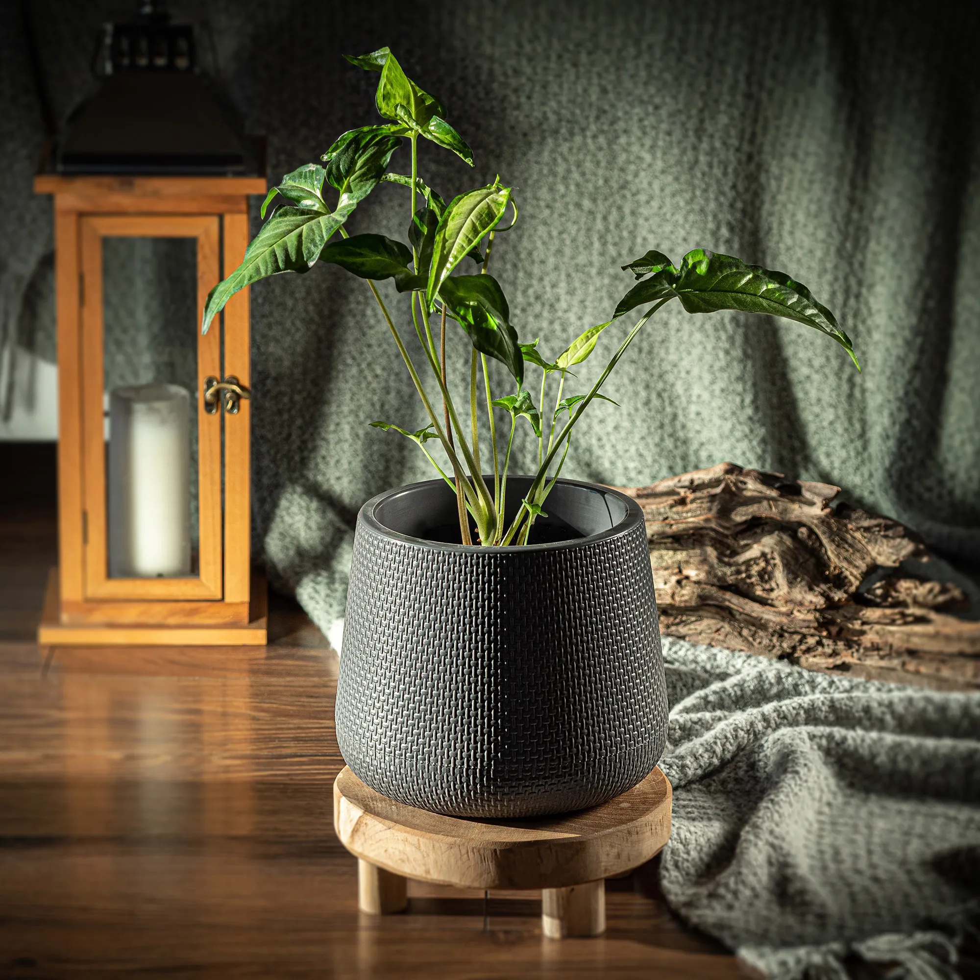 Peri vazonas su lėkštute 13 cm