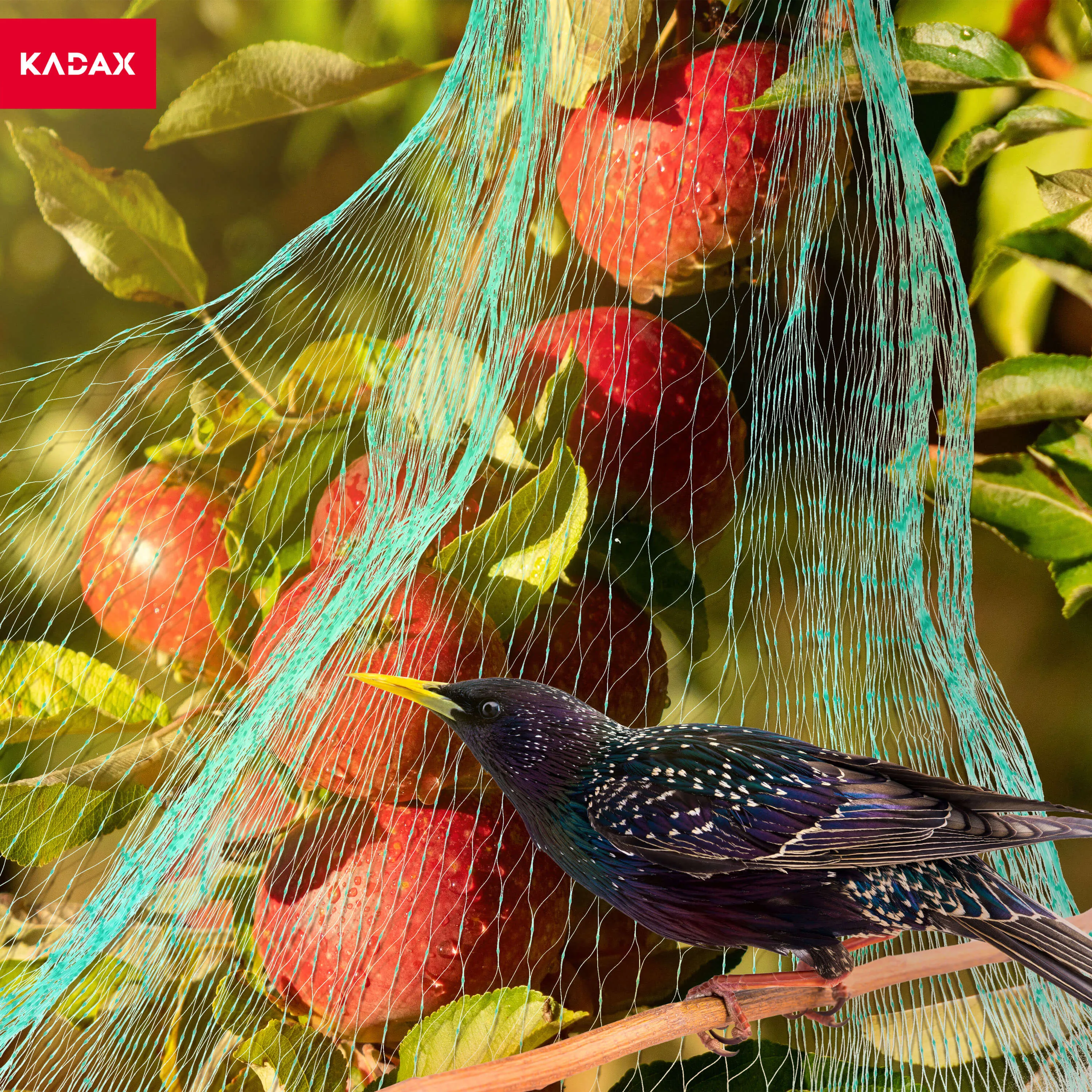 Trivio paukščių apsaugos tinklas 8 x 50 m