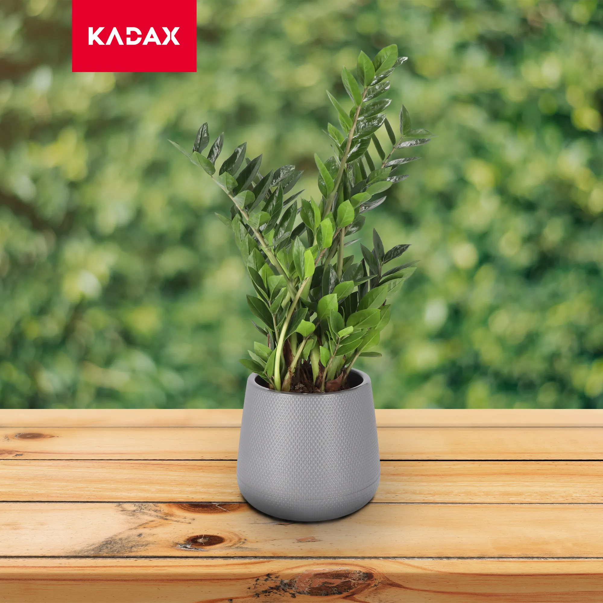 Peri vazonas su lėkštute 13 cm