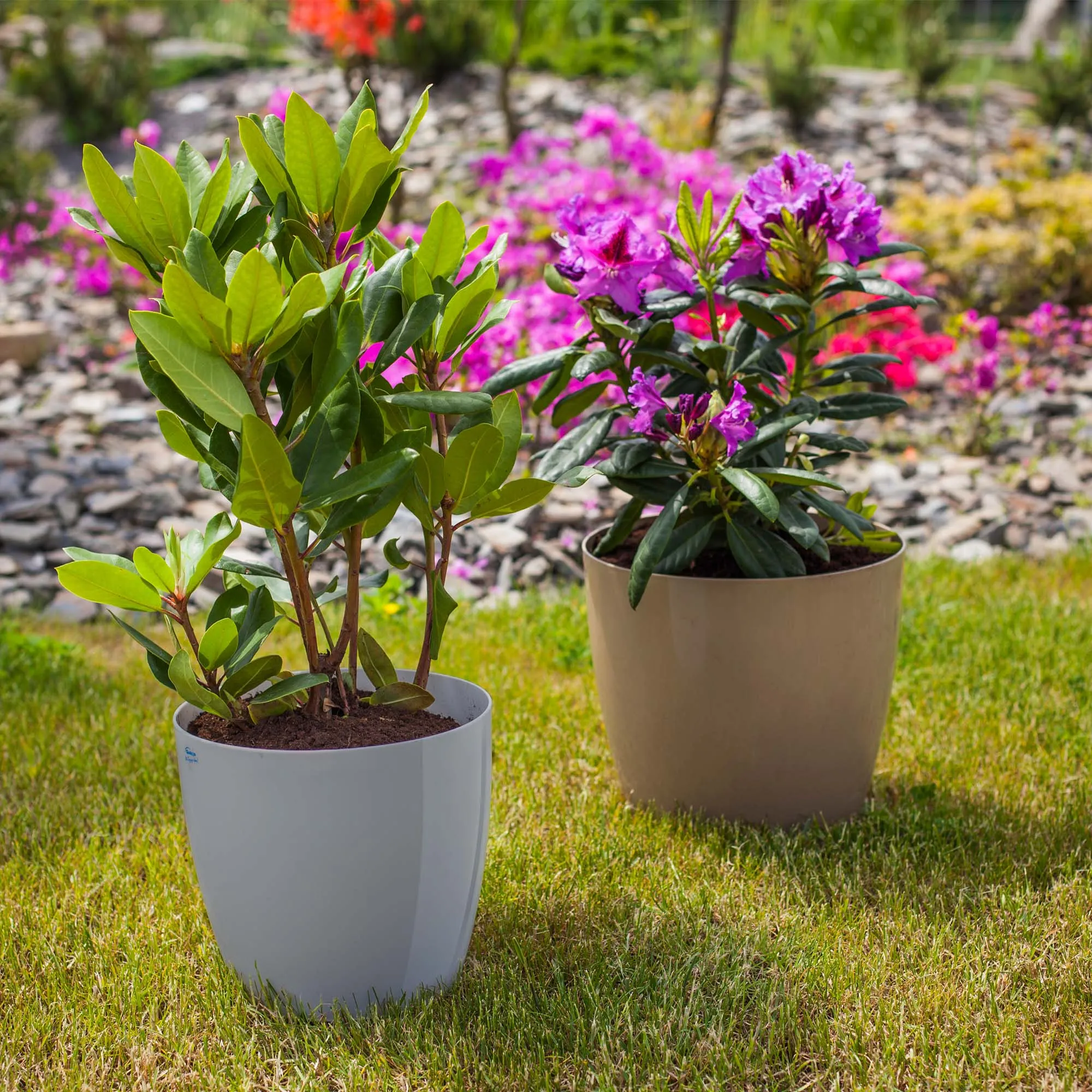 Agen vazonas su lėkštute, pilkas, 18 cm, 3 vnt.