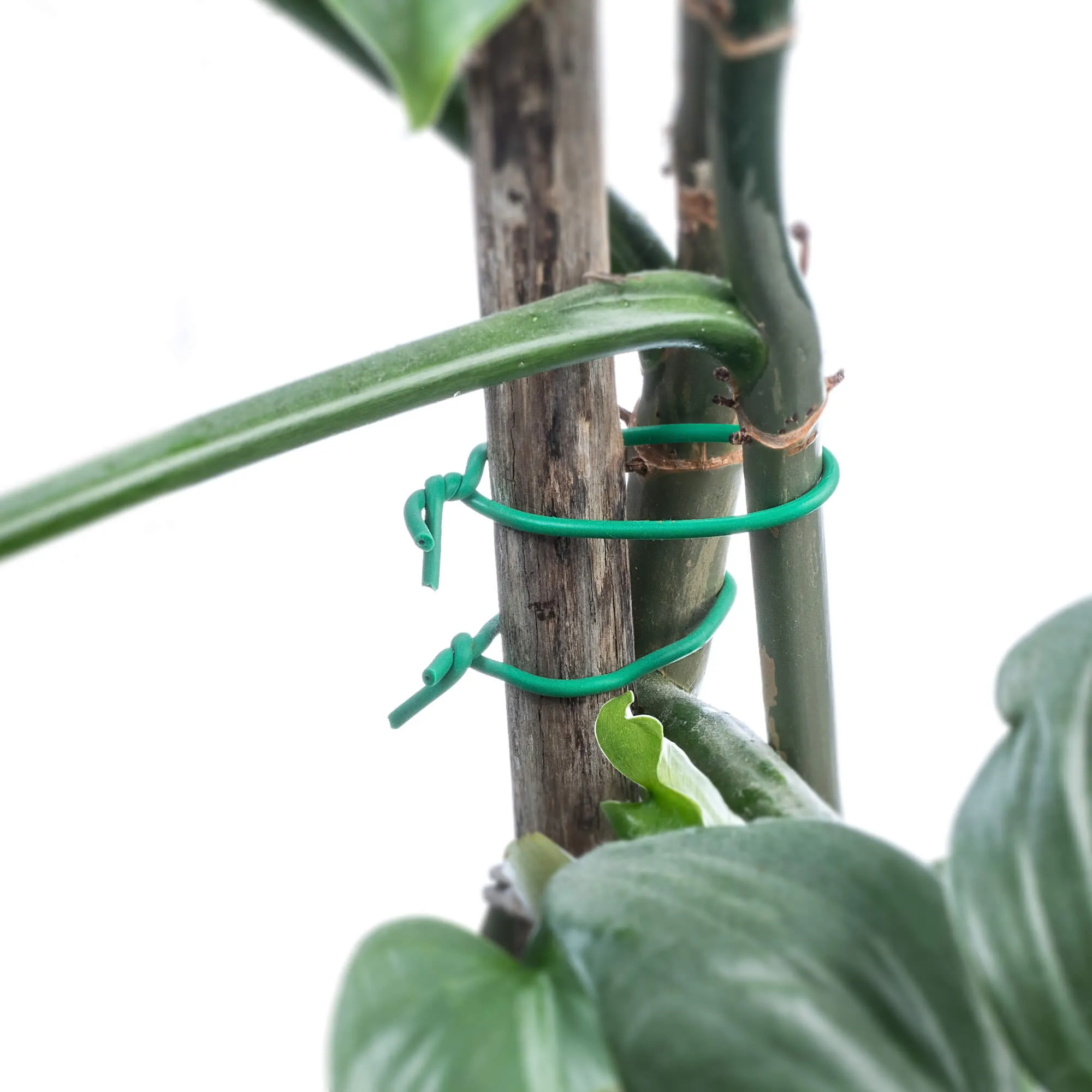 Draix TPR 8 m susuktas augalų raištelis