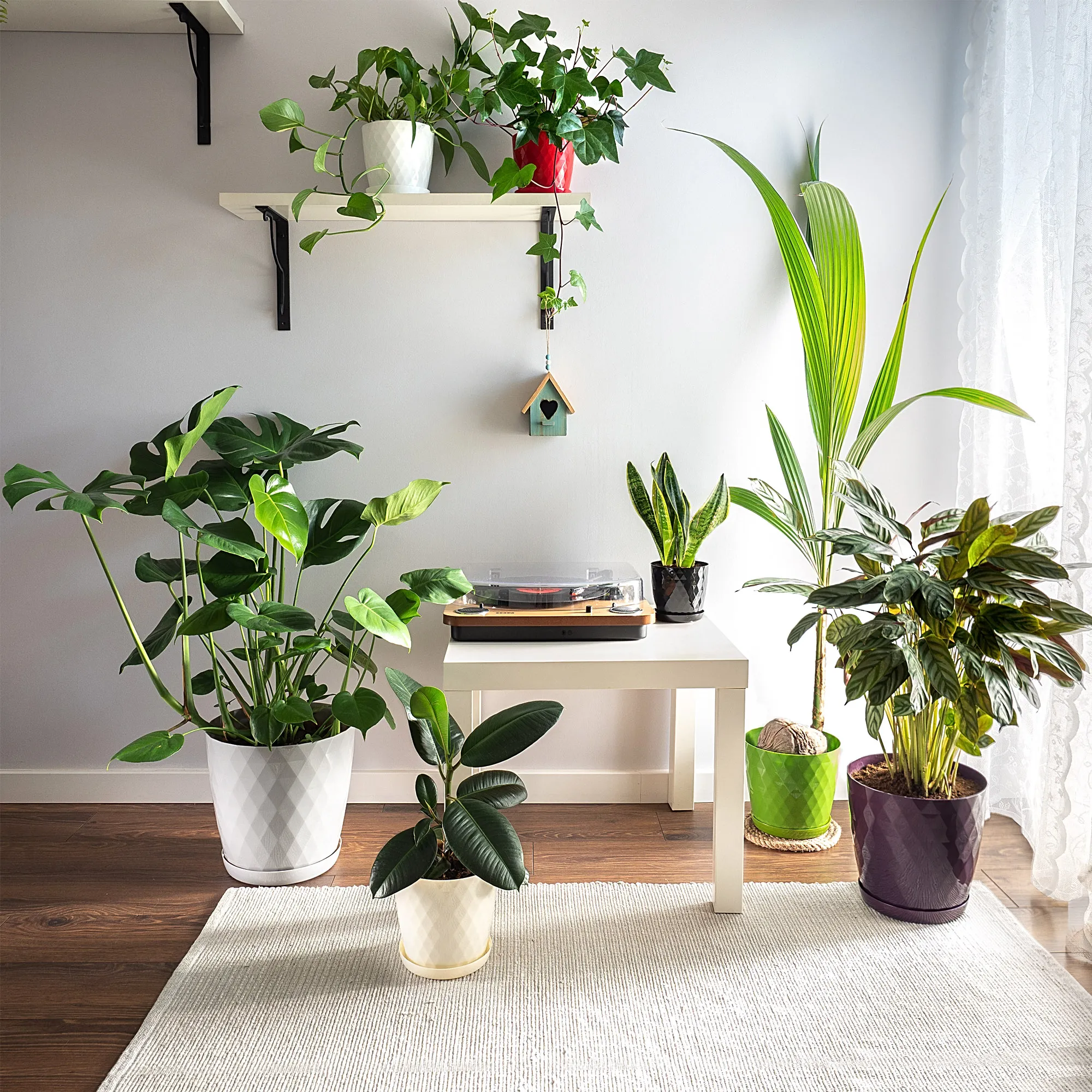 Amily gėlių vazonai su lėkštutėmis