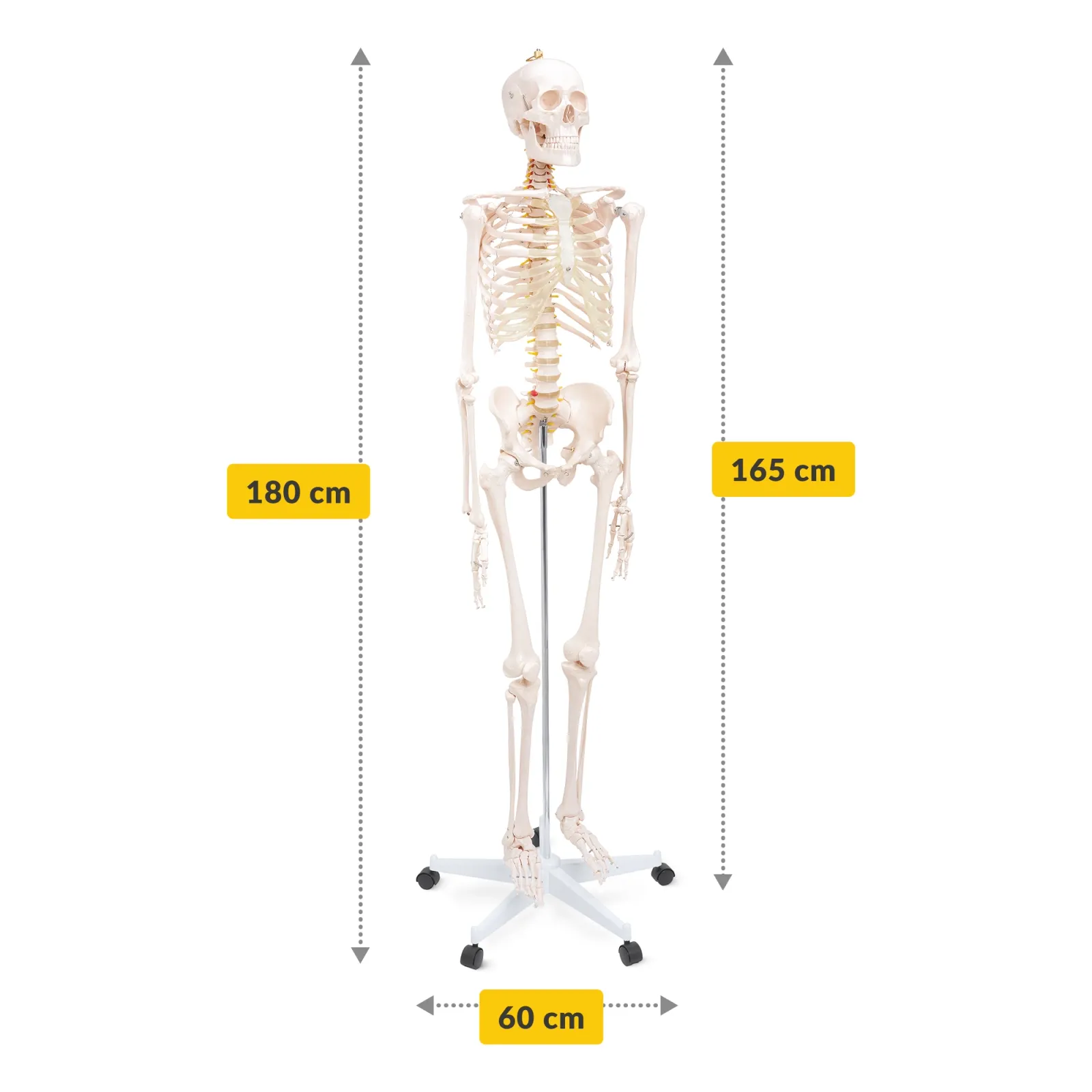 Žmogaus skeleto 180 cm anatominis modelis