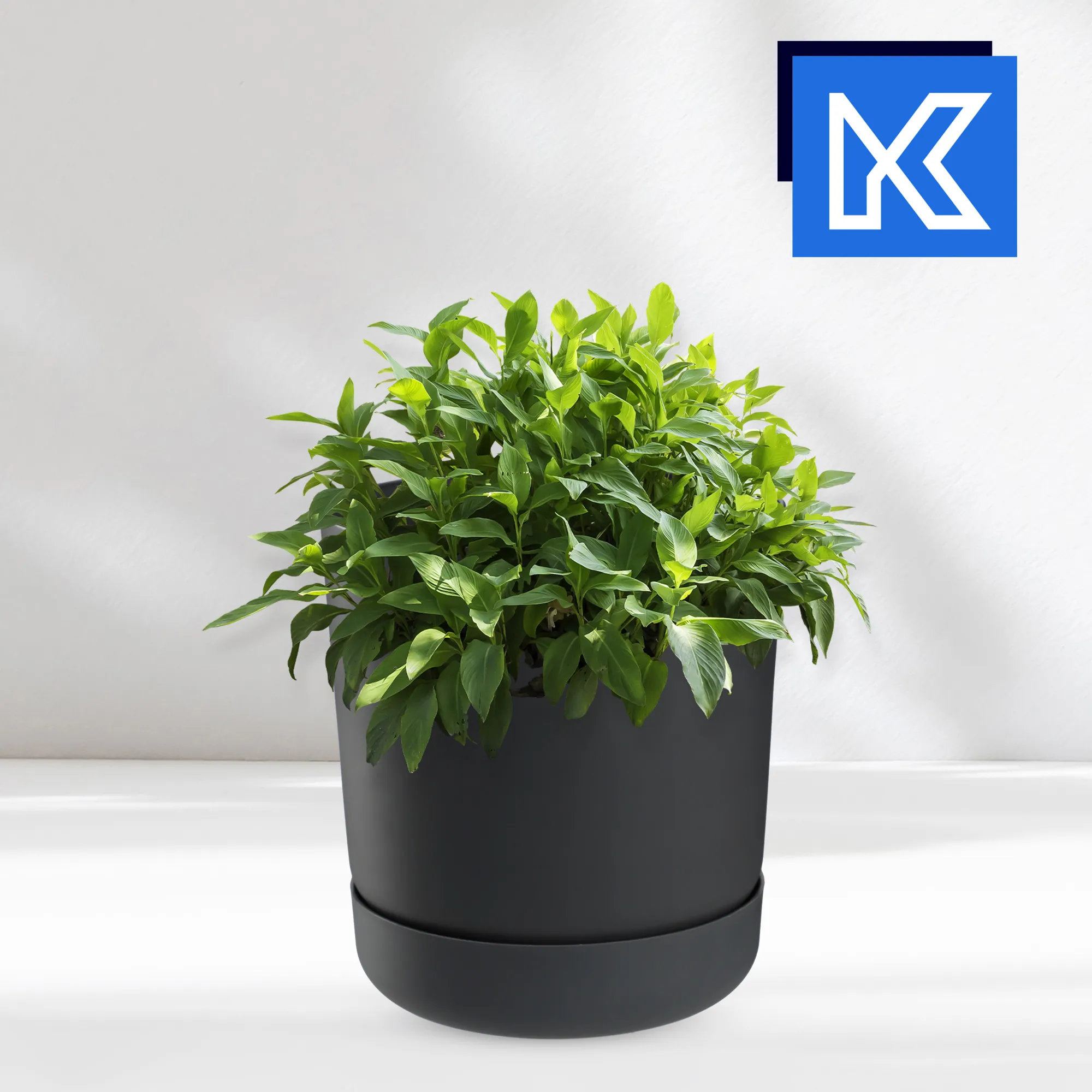 Kama vazonas su lėkštute 17 cm