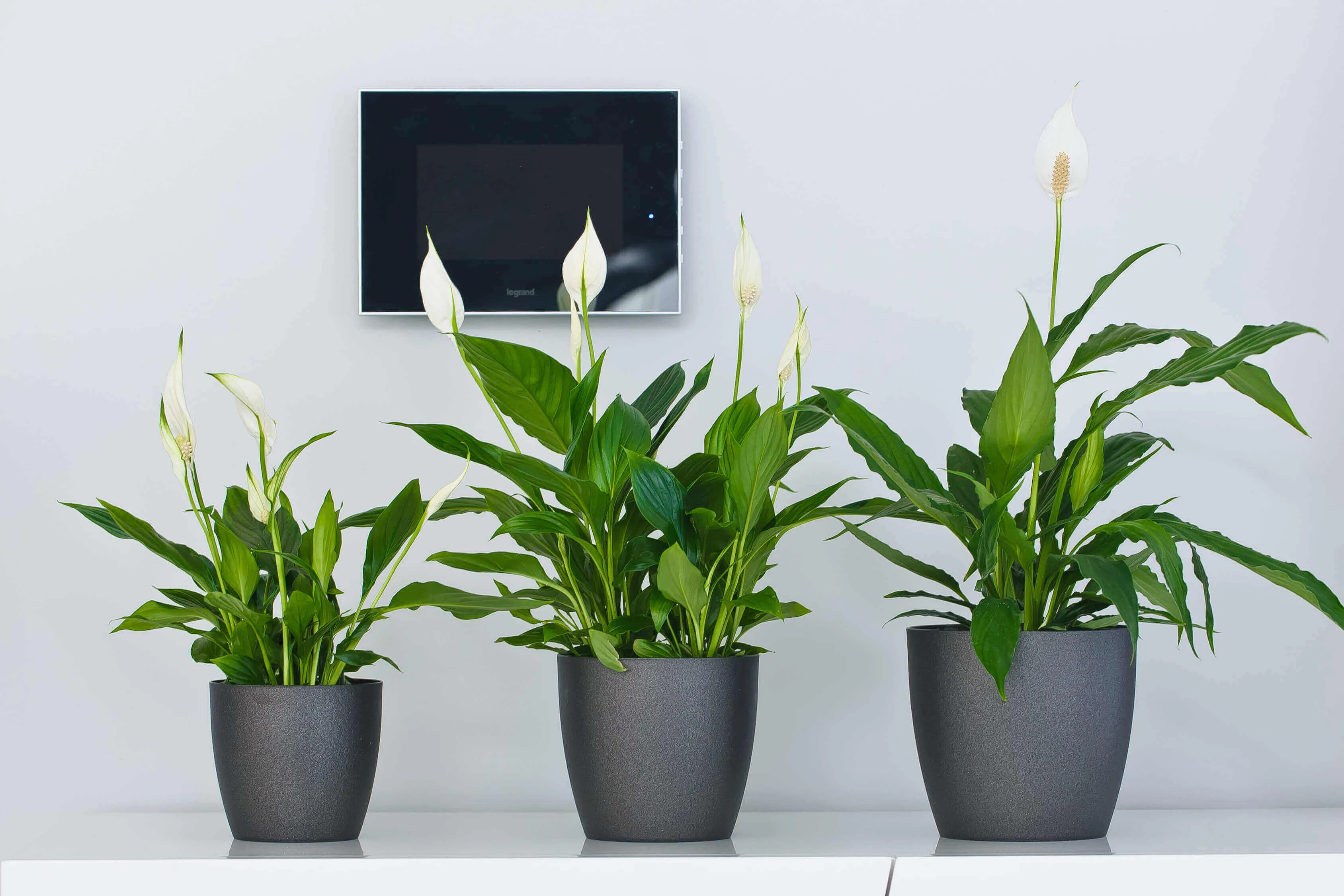 Agen vazonas su lėkštute 20 cm