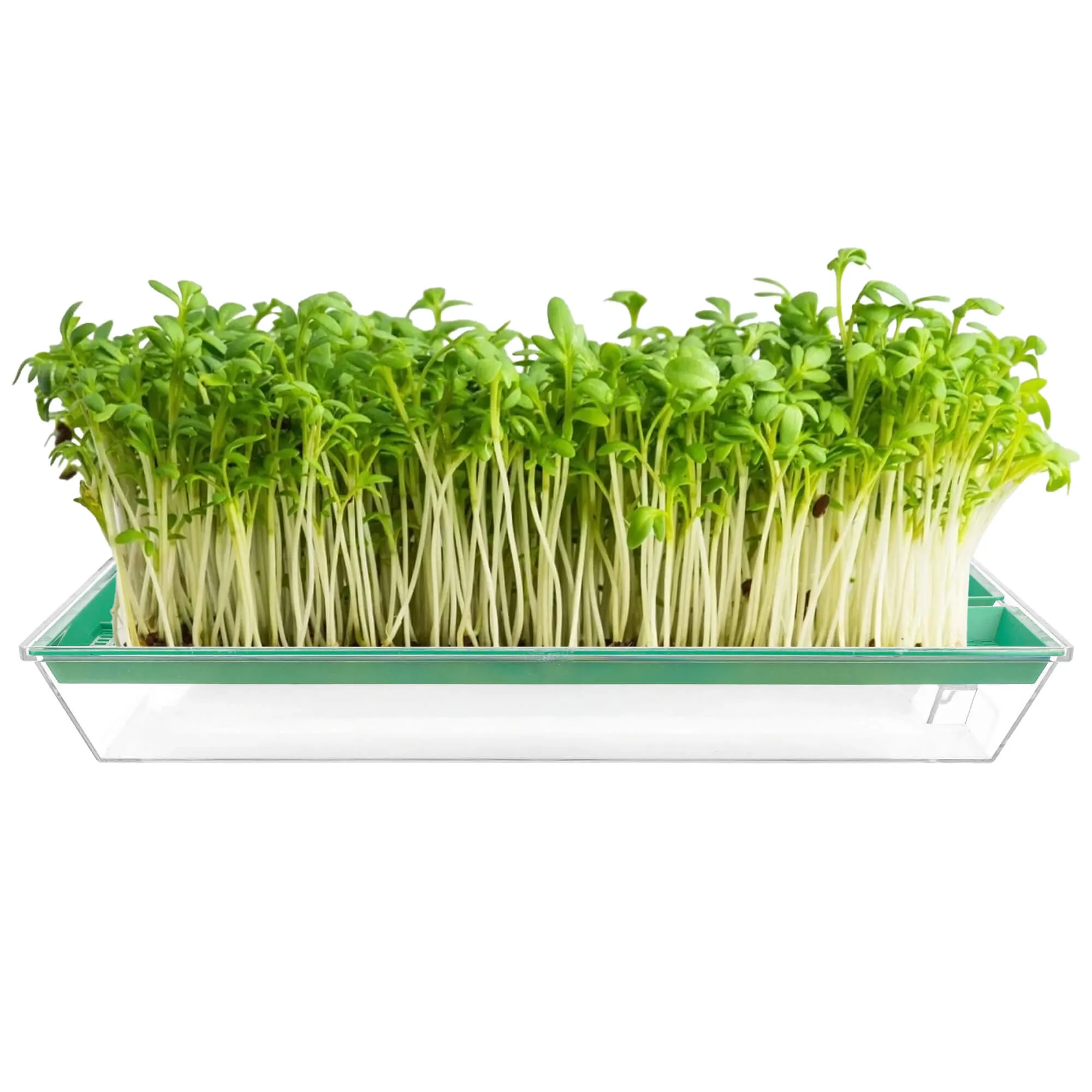 Clion daiginimo įrenginys didelis 27 x 15 cm žalias