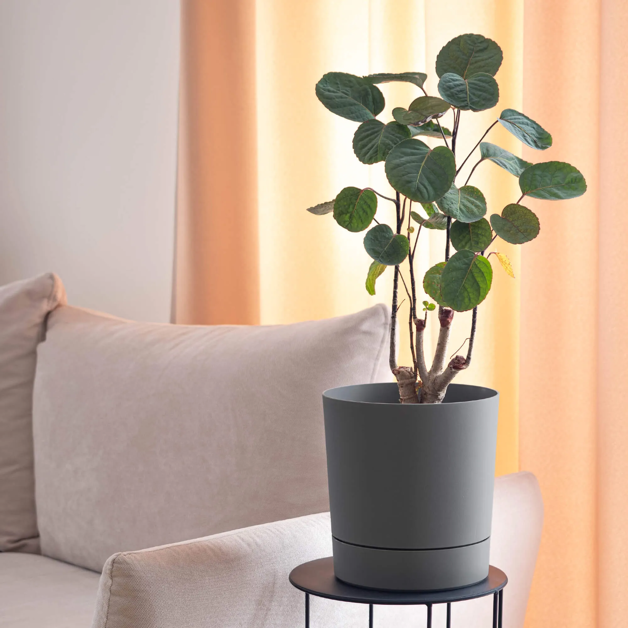 Verri vazonas su lėkštute 14