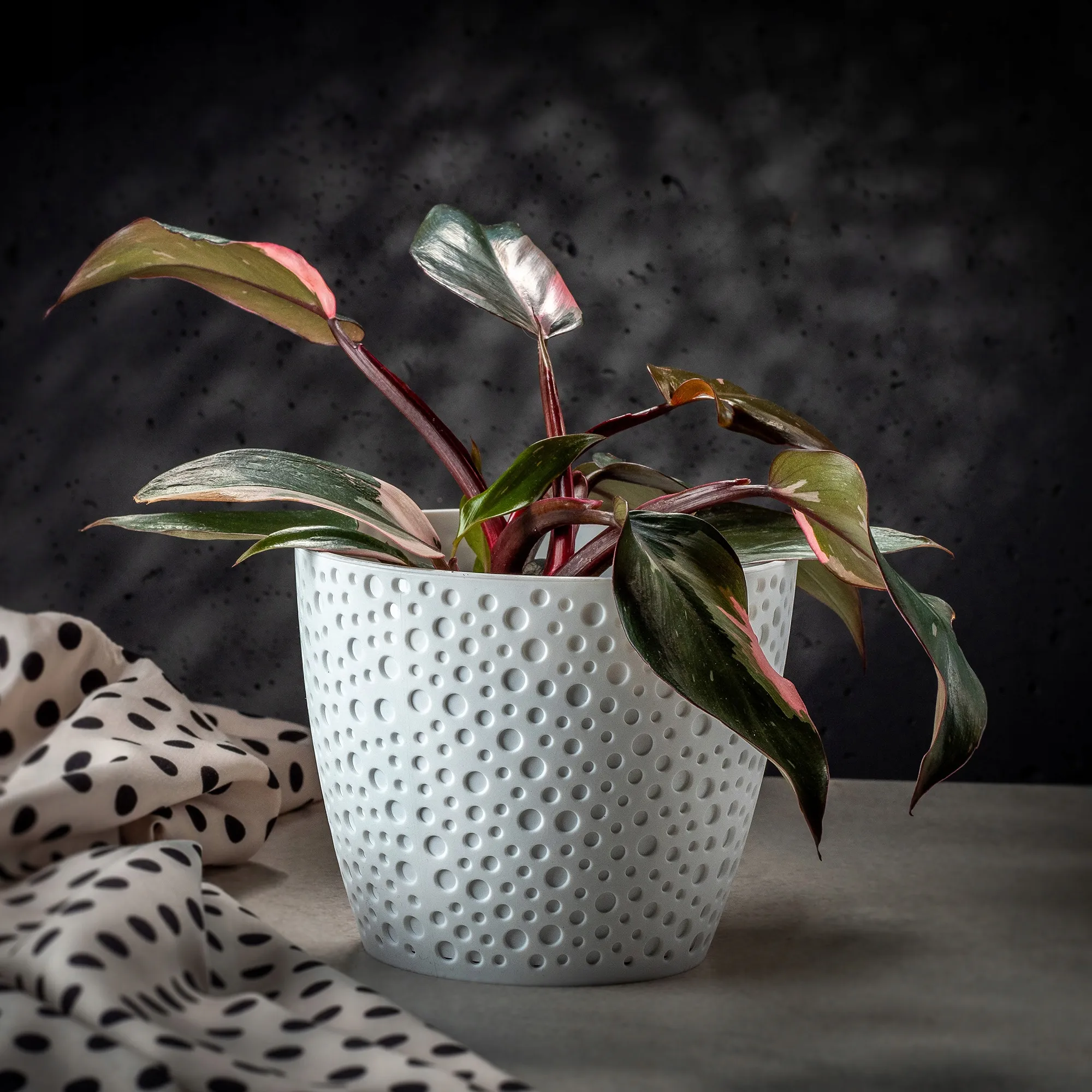 Casini gėlių vazonas 13 cm