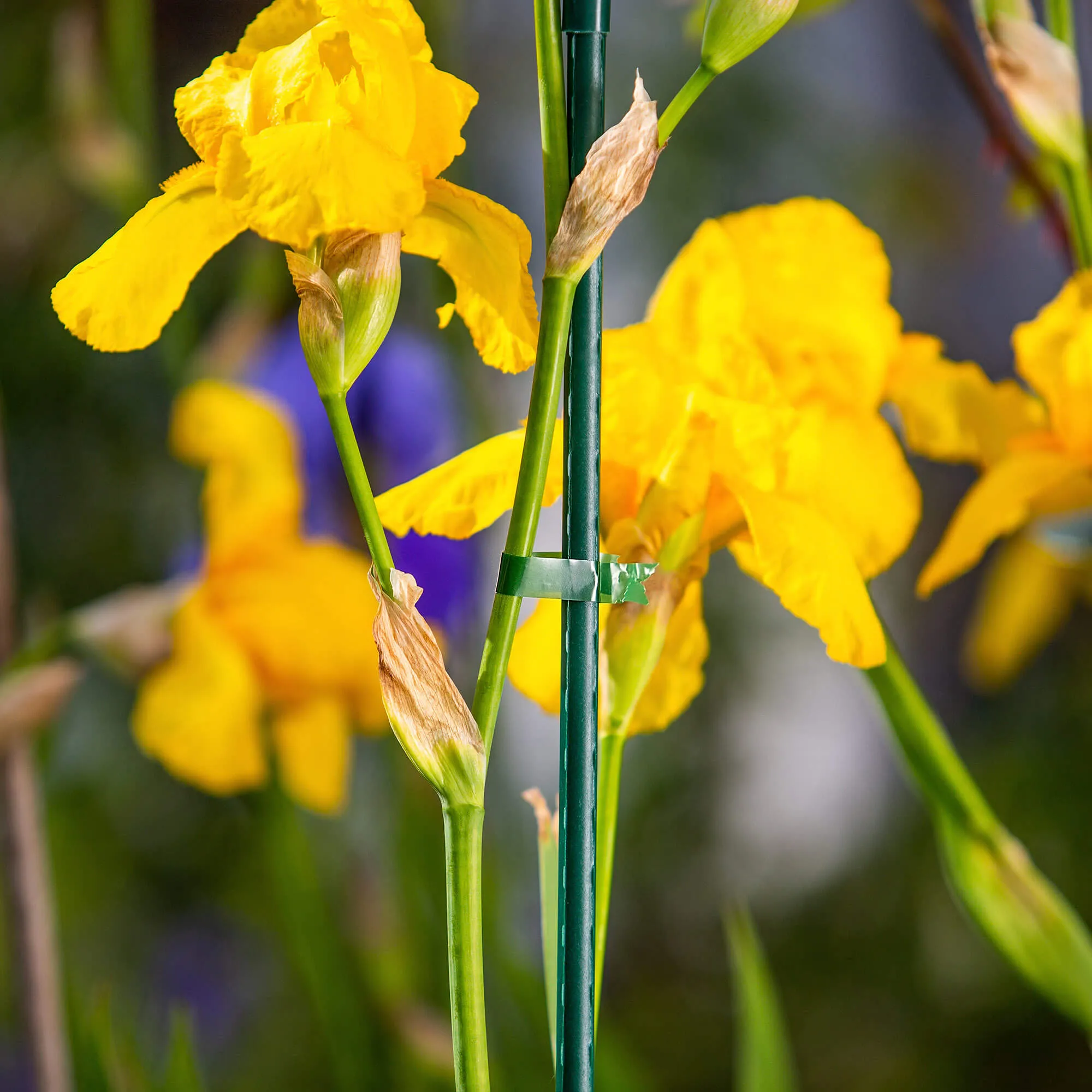 Larret sodo segiklio juostų rinkinys, 11 mm x 25 m, žalios, 20 vnt.